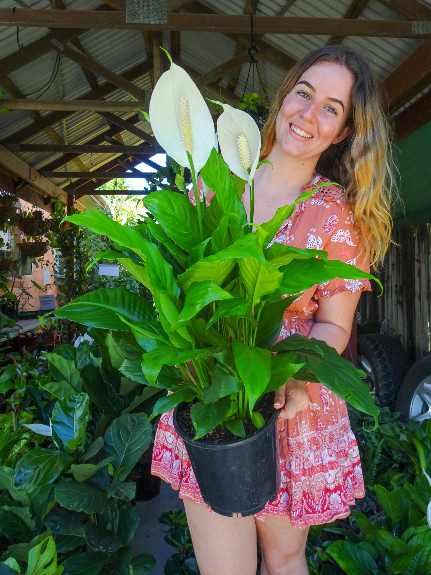 Spathiphyllum Alpha