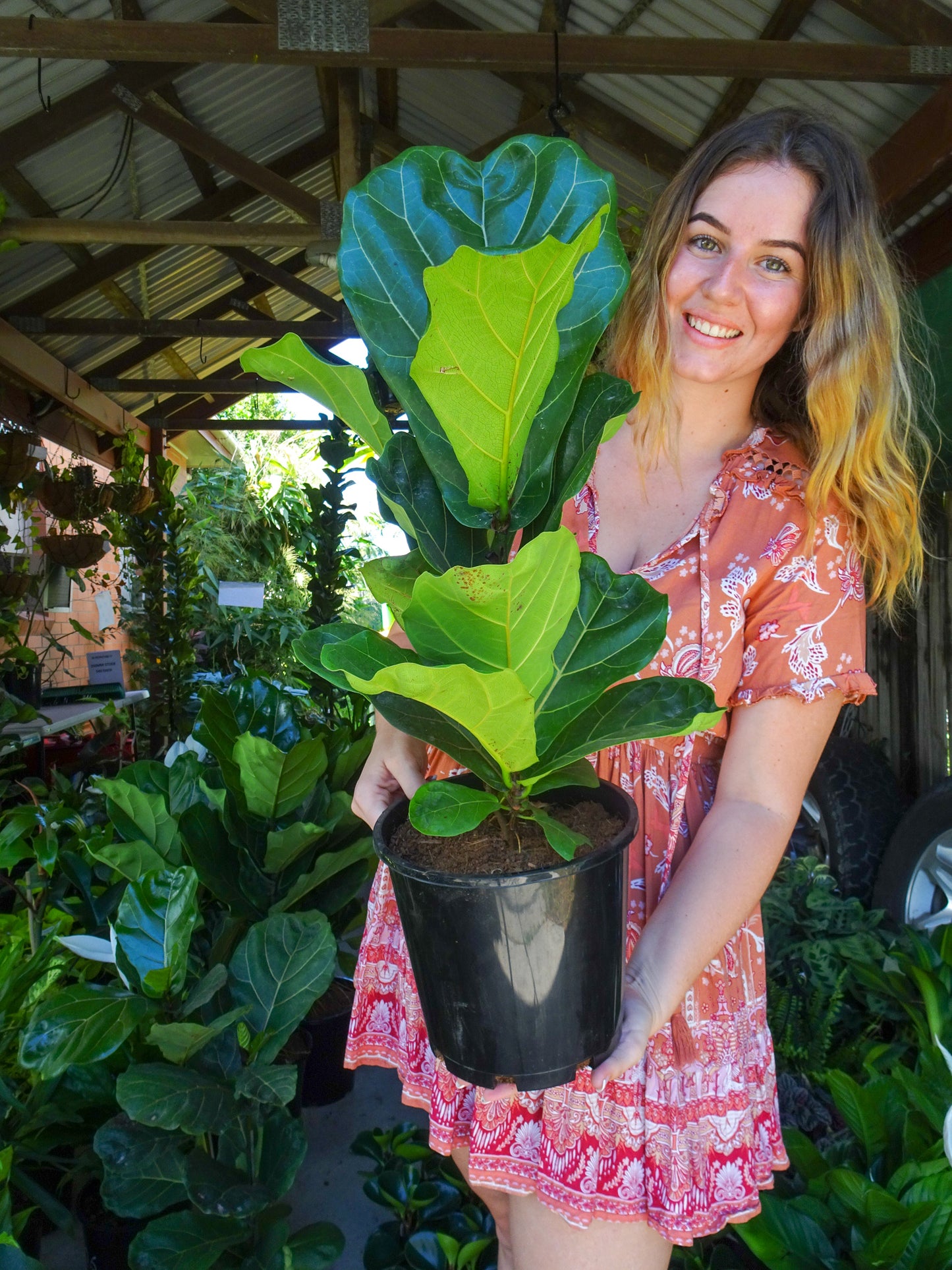 Fiddle Leaf Fig