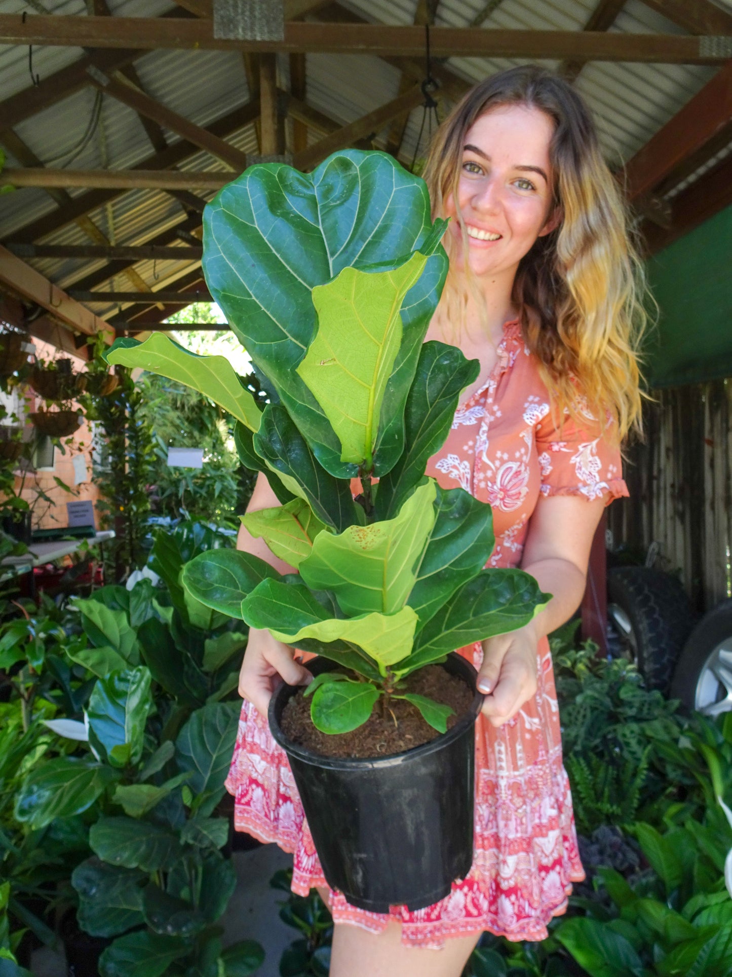 Fiddle Leaf Fig