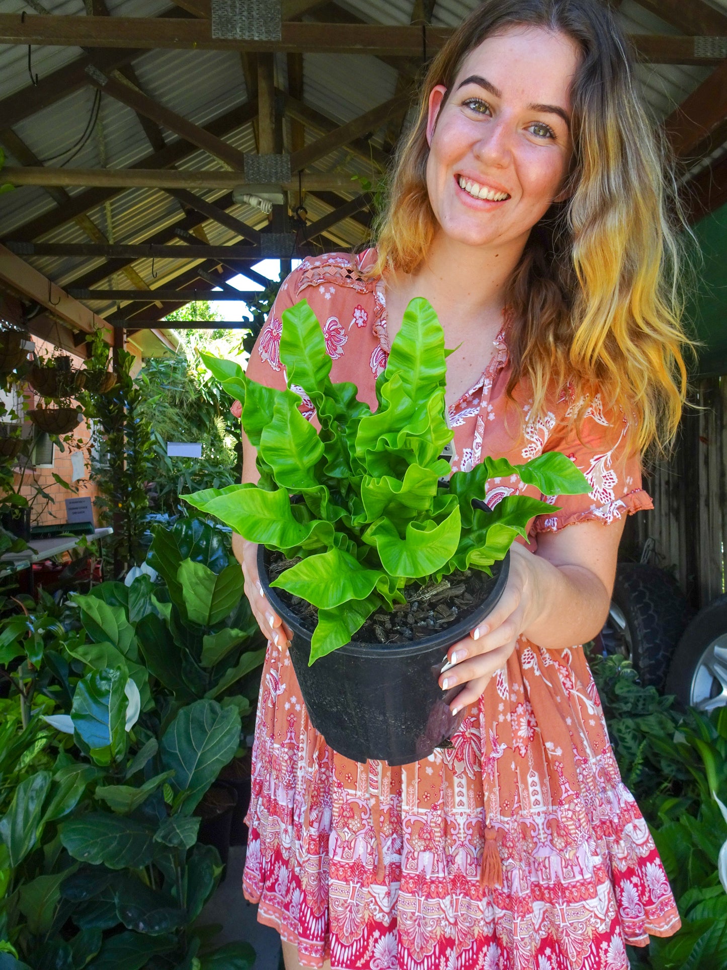 Crispy Wave Fern