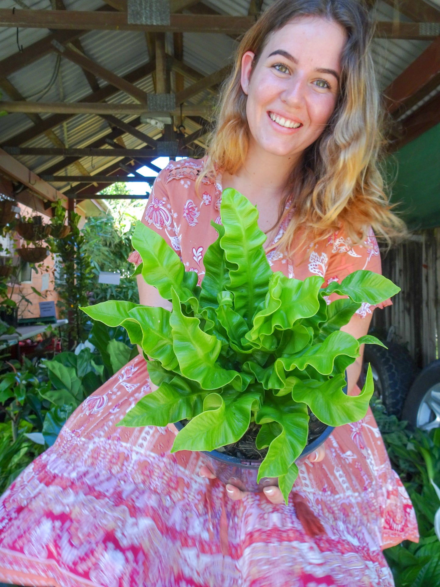 Crispy Wave Fern