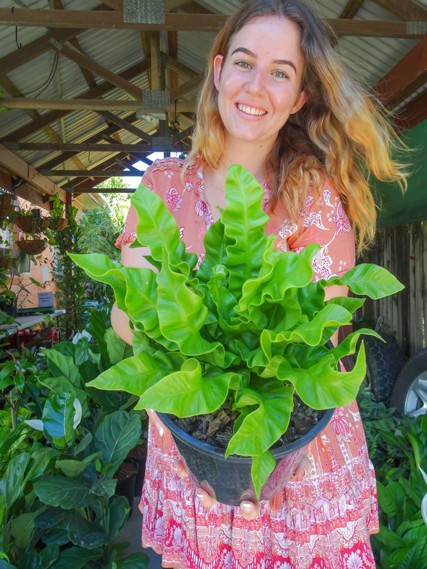 Crispy Wave Fern