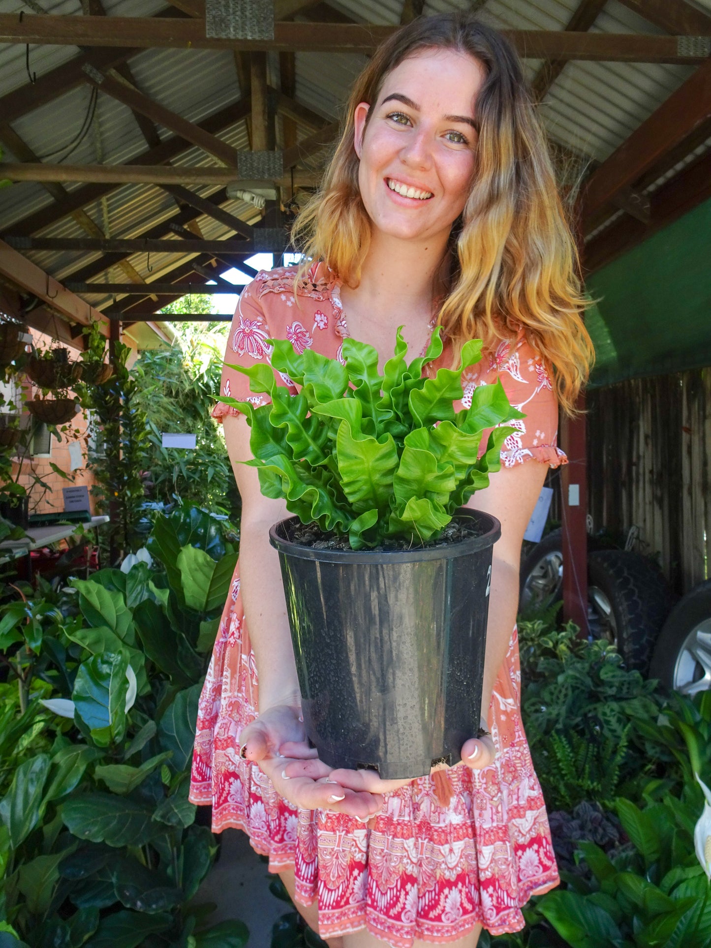 Crispy Wave Fern
