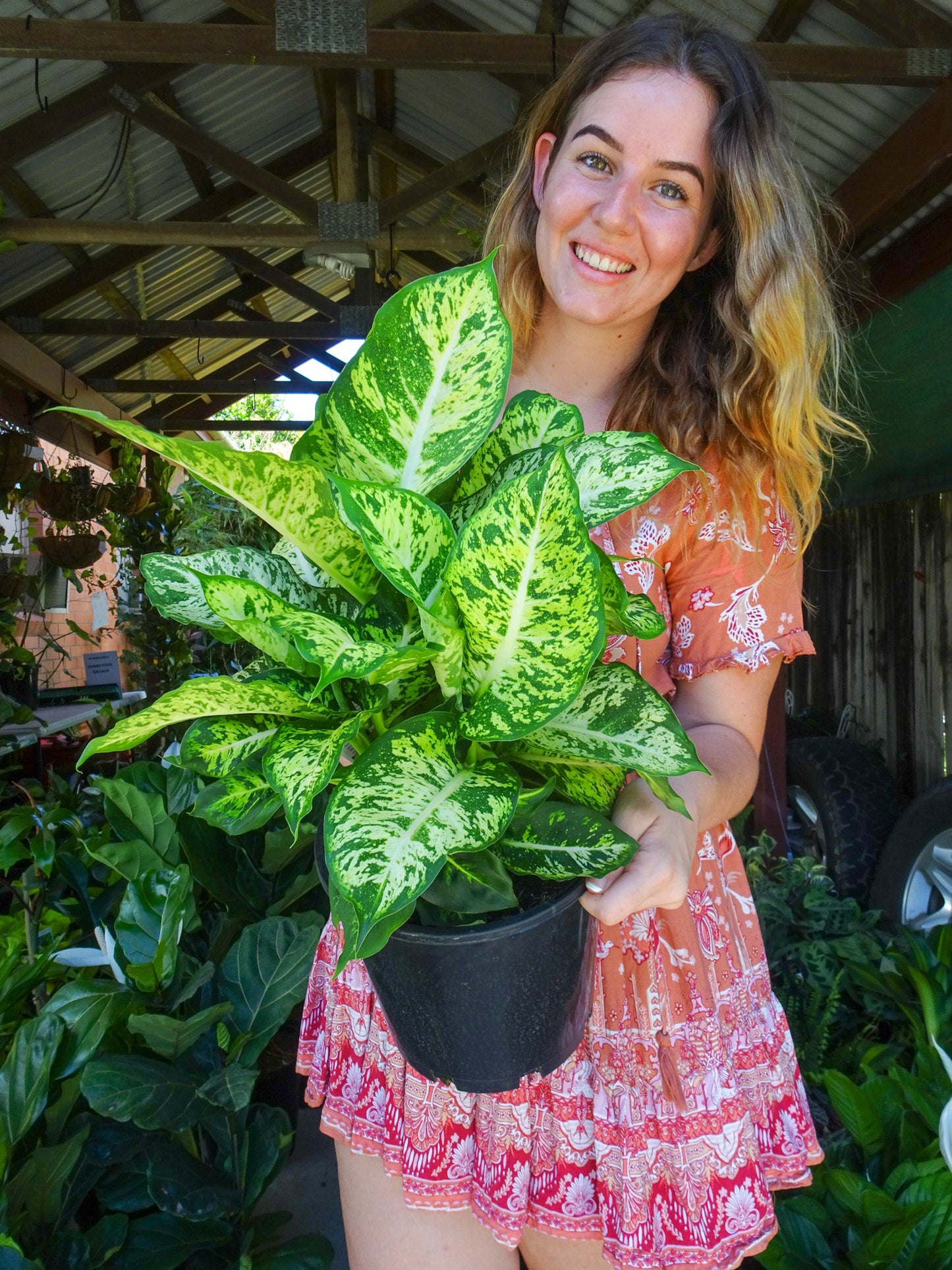 Dieffenbachia Mars