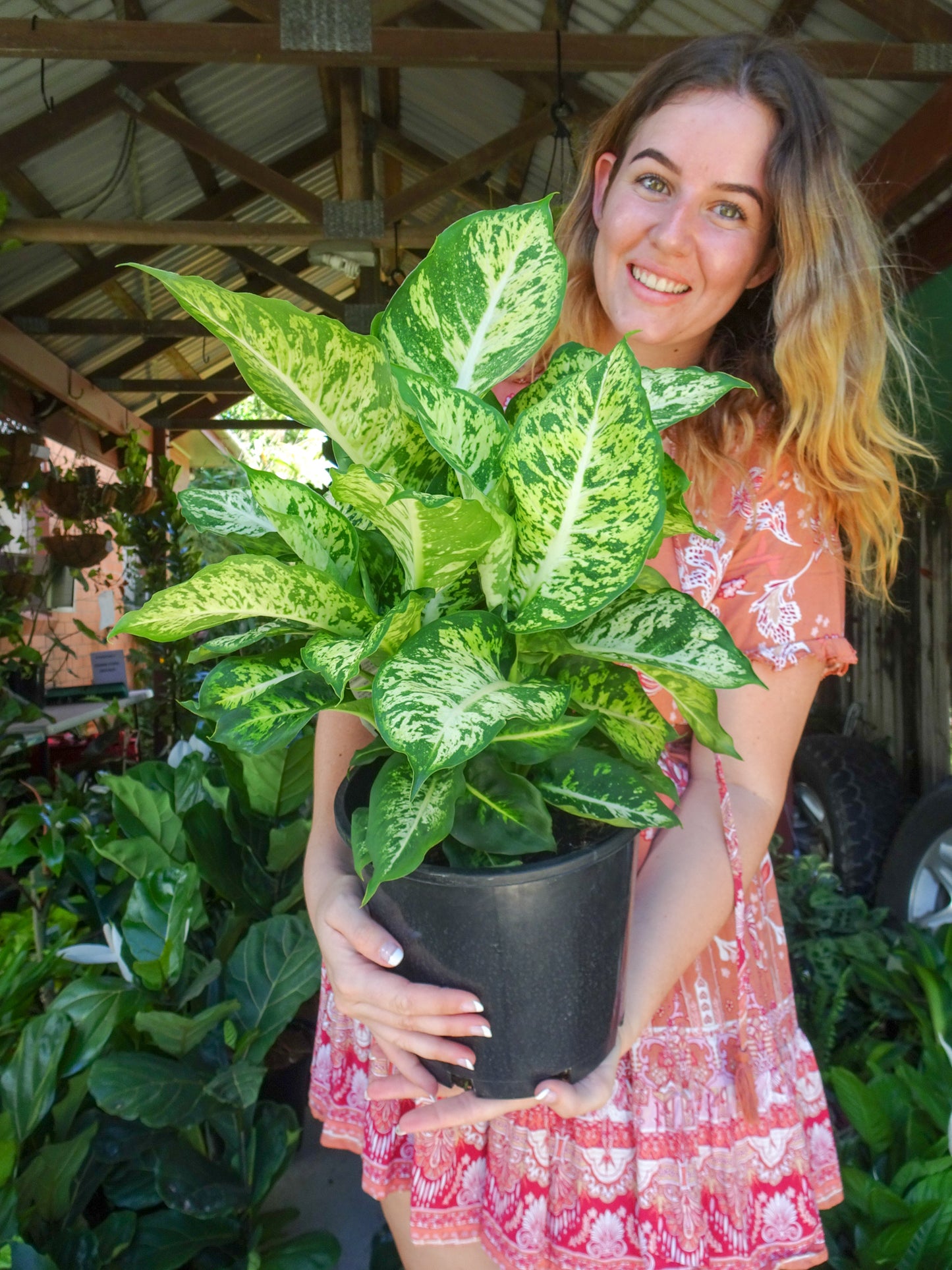 Dieffenbachia Mars