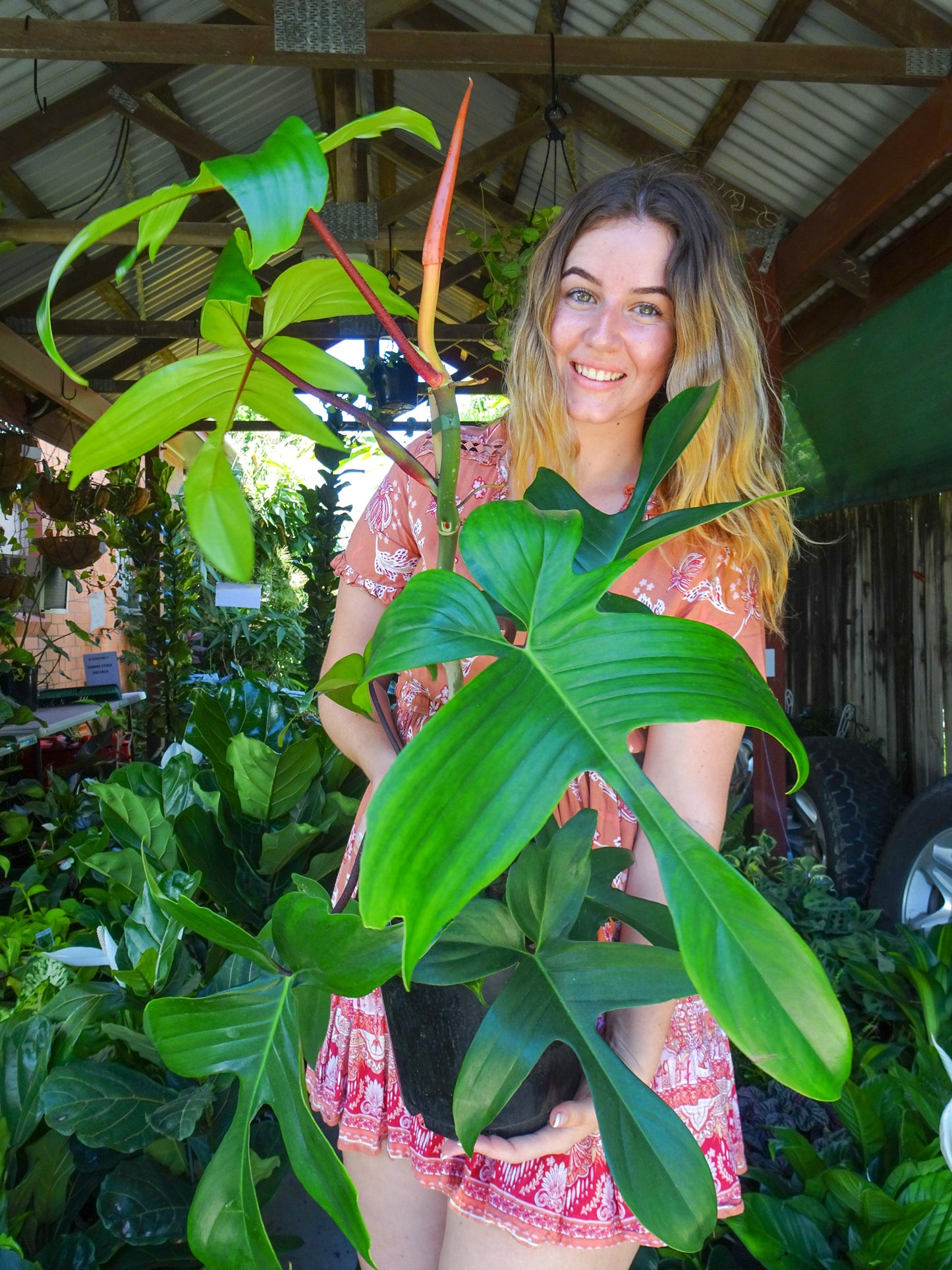 Philodendron Florida