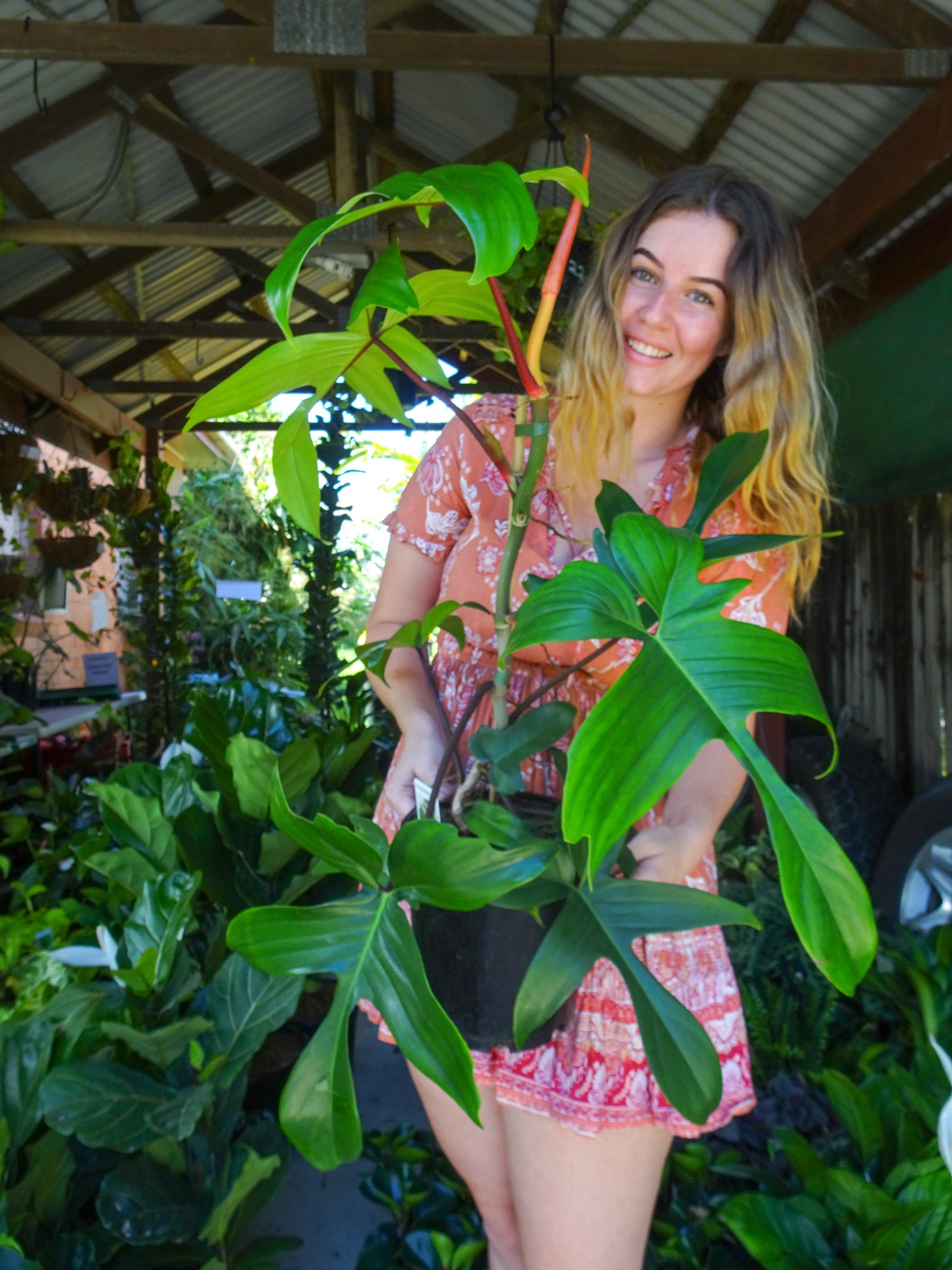 Philodendron Florida