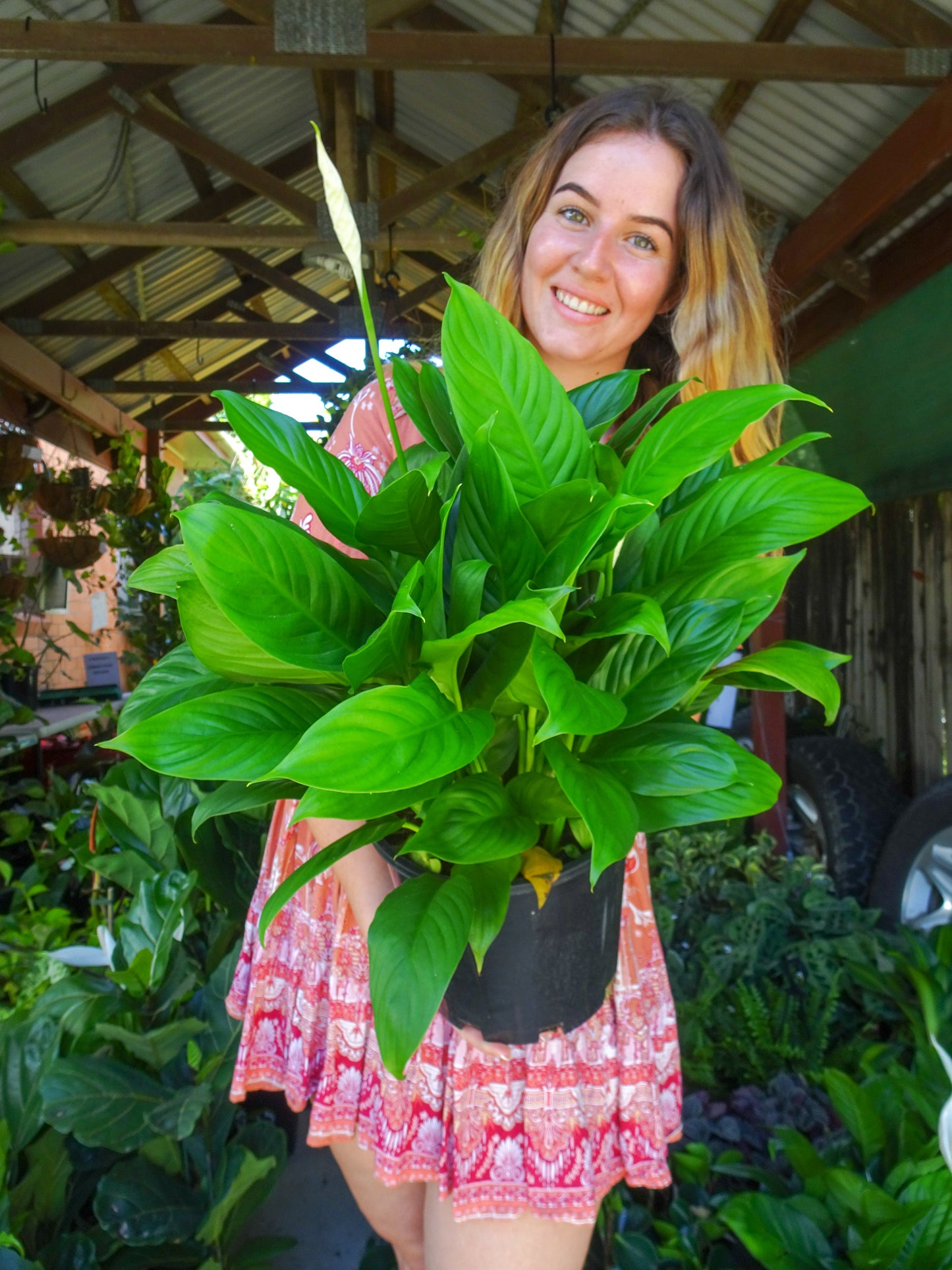 Spathiphyllum Mojo