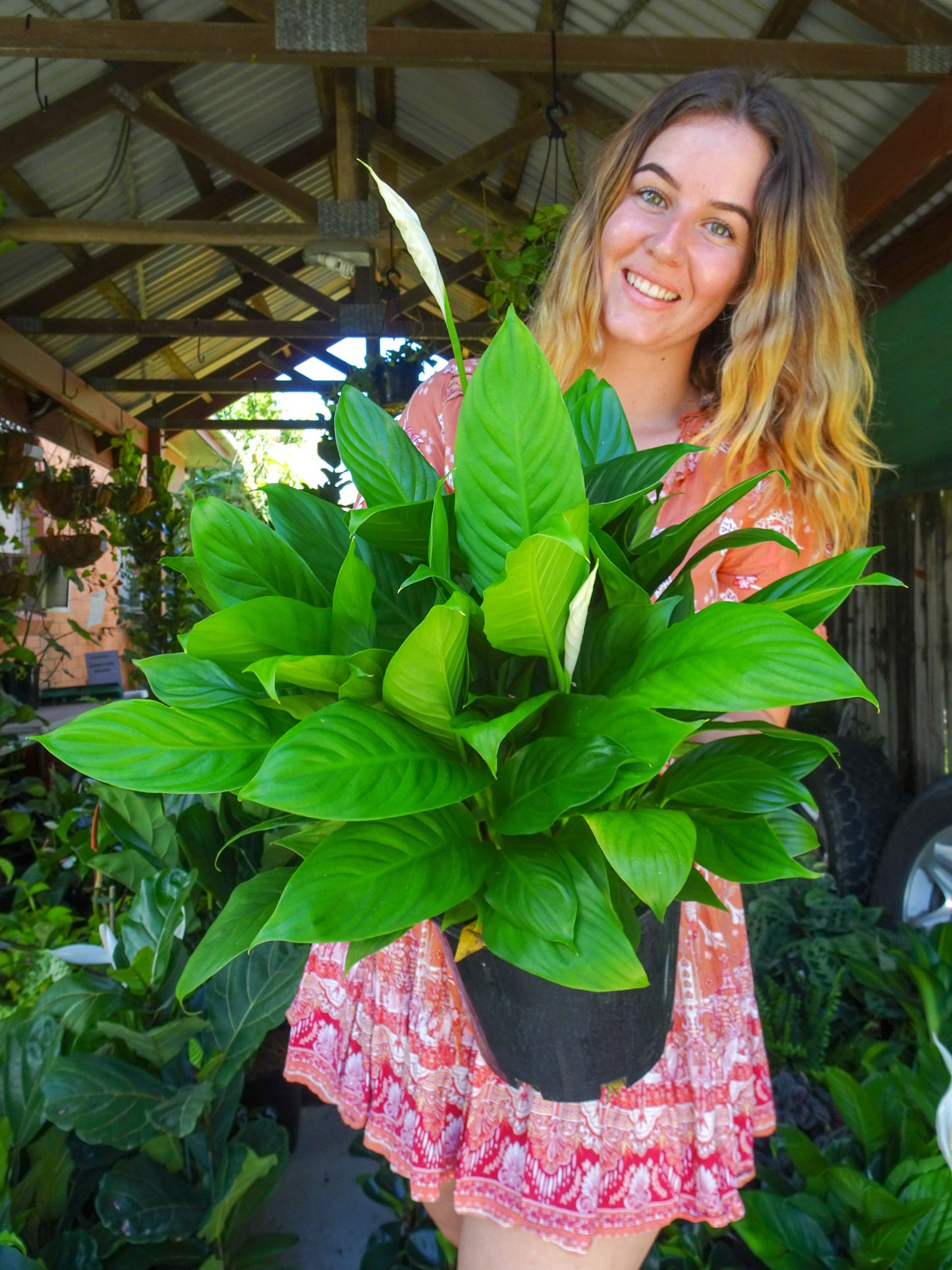 Spathiphyllum Mojo