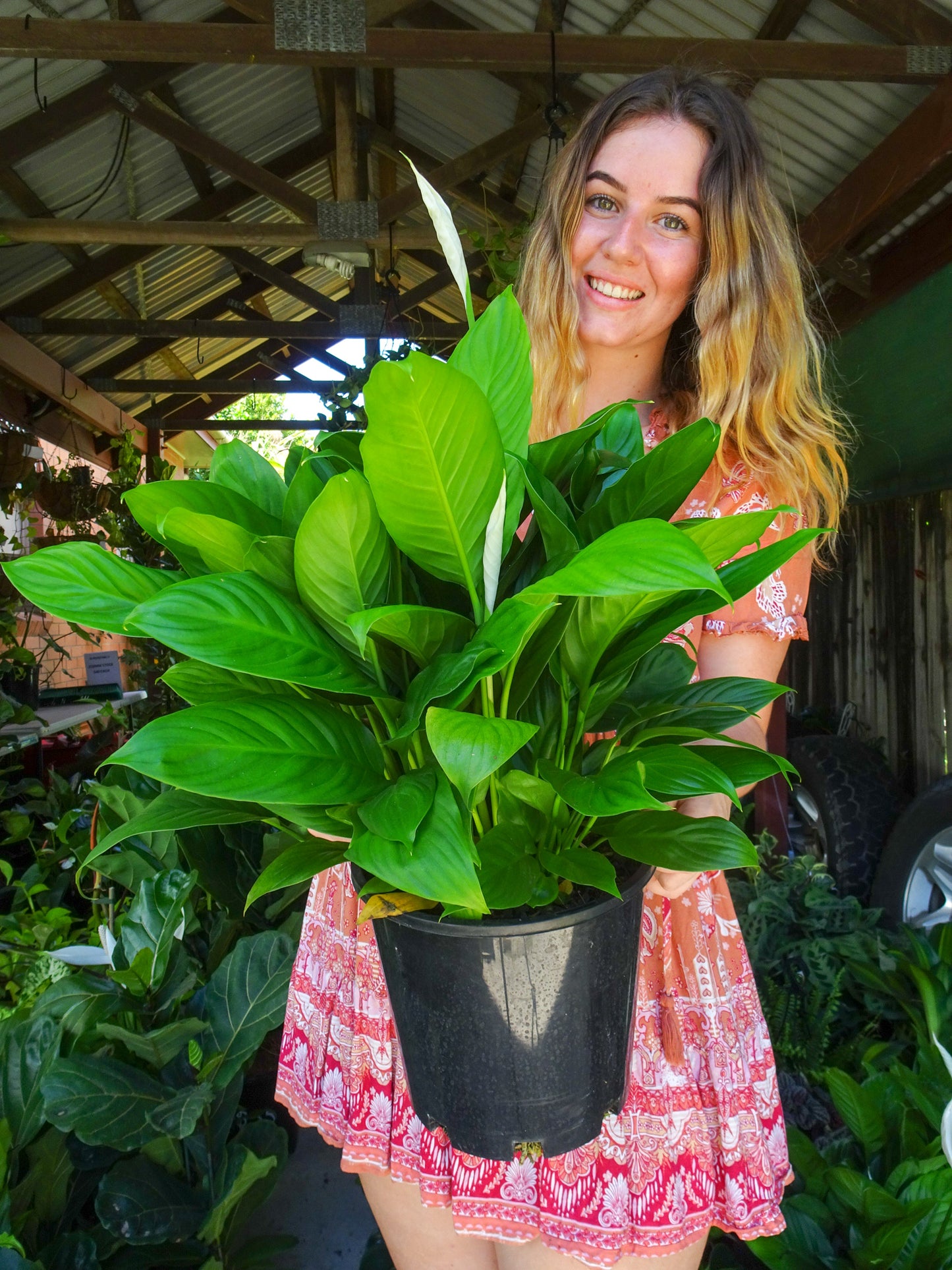 Spathiphyllum Mojo