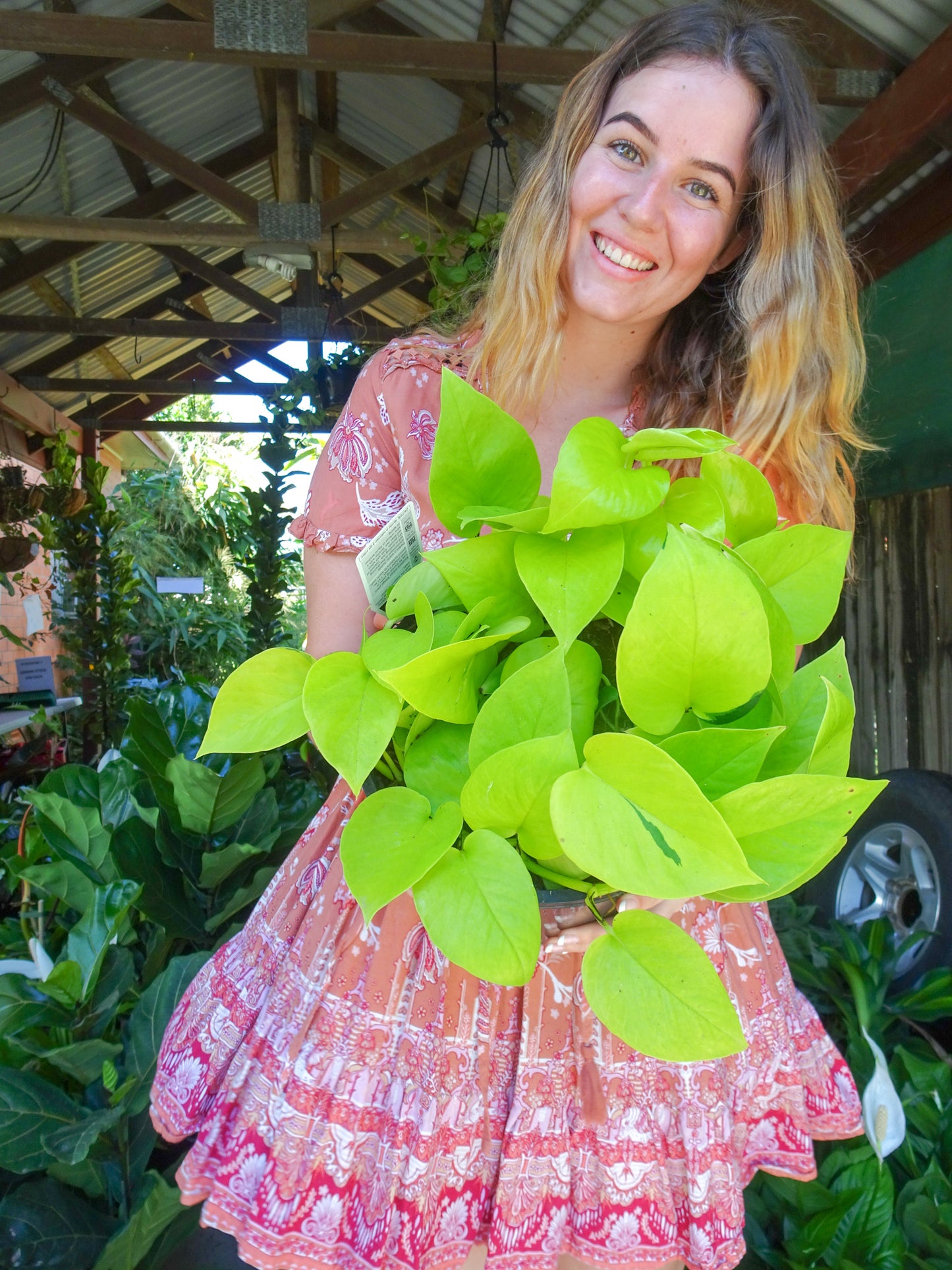 Neon Pothos