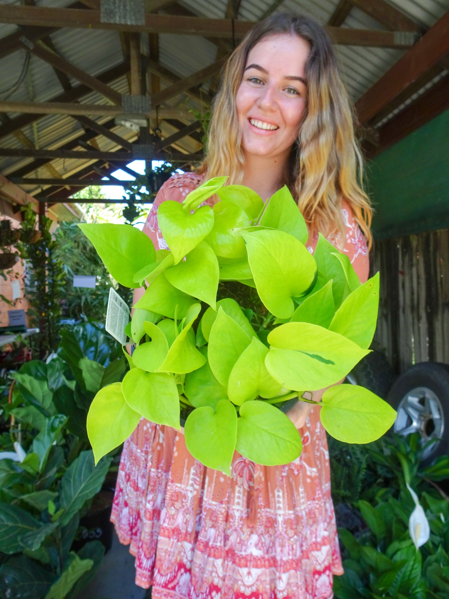 Neon Pothos