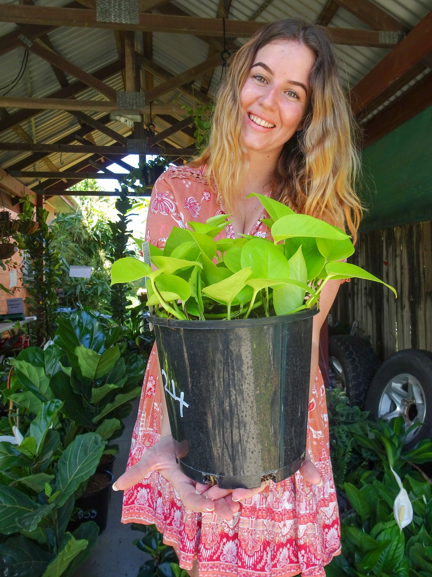 Neon Pothos