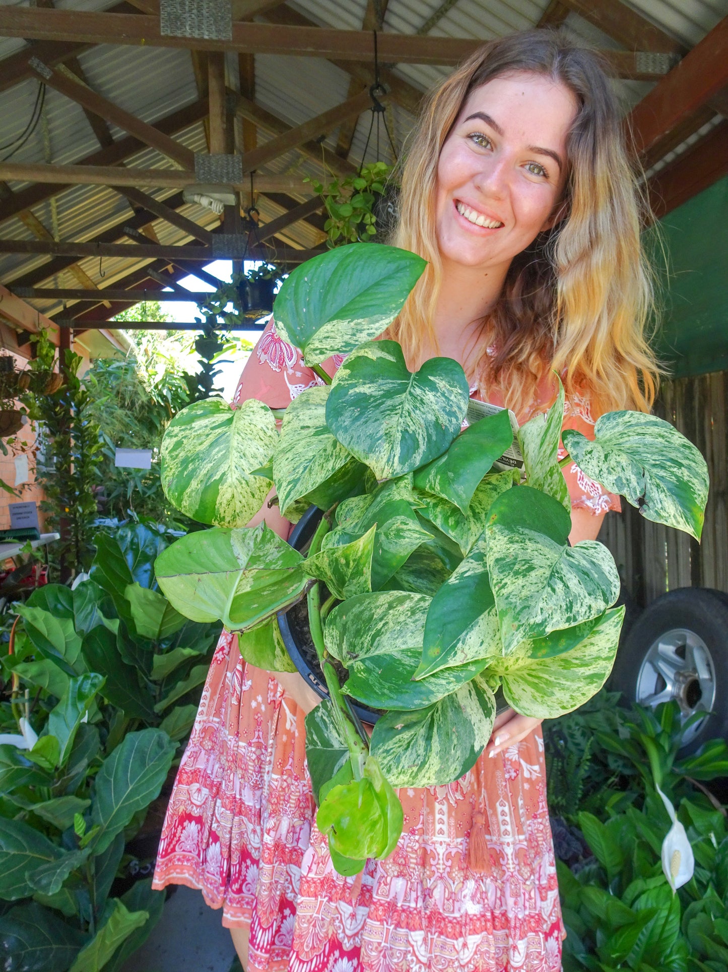 Marble Queen Pothos