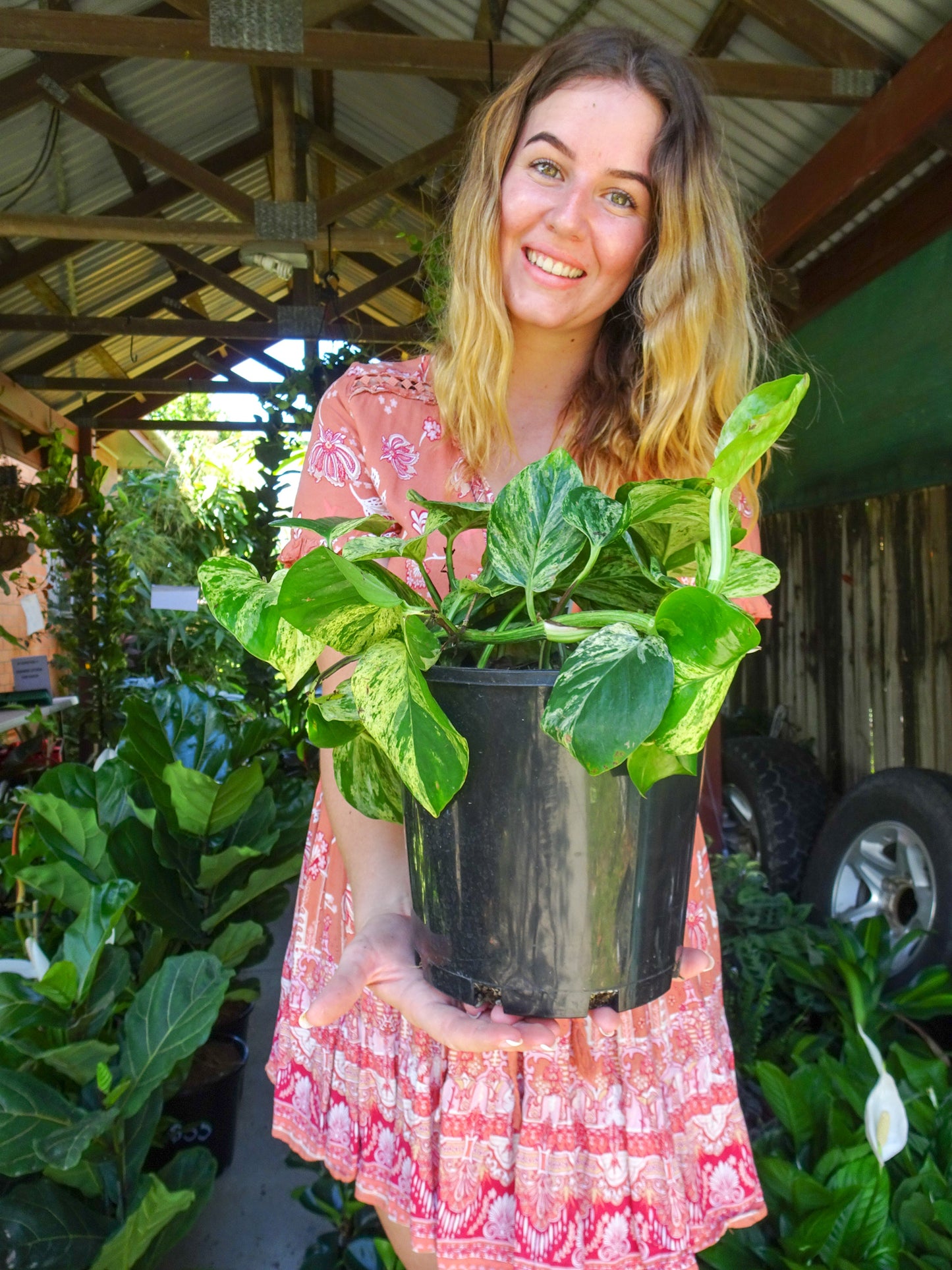 Marble Queen Pothos