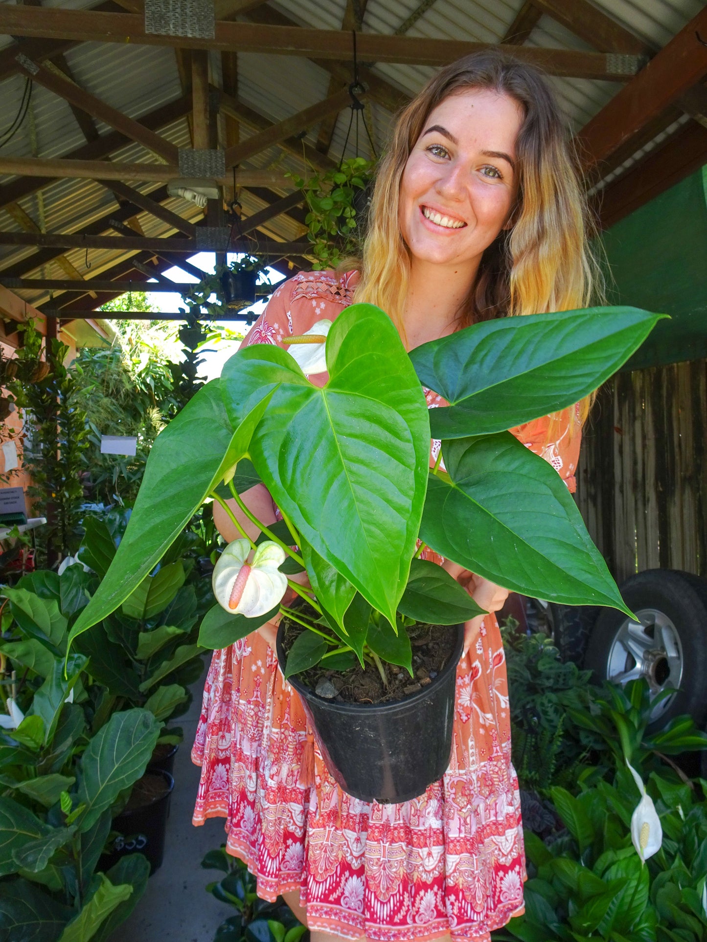 Anthurium White Dove