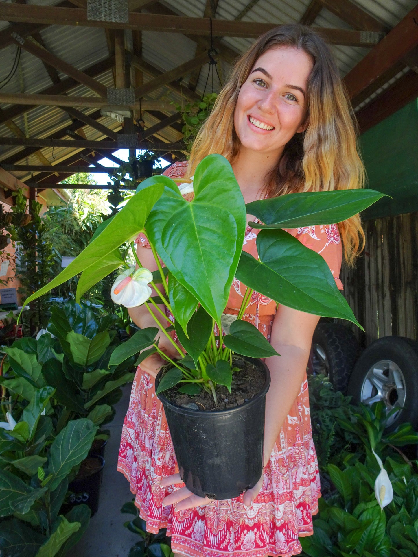Anthurium White Dove
