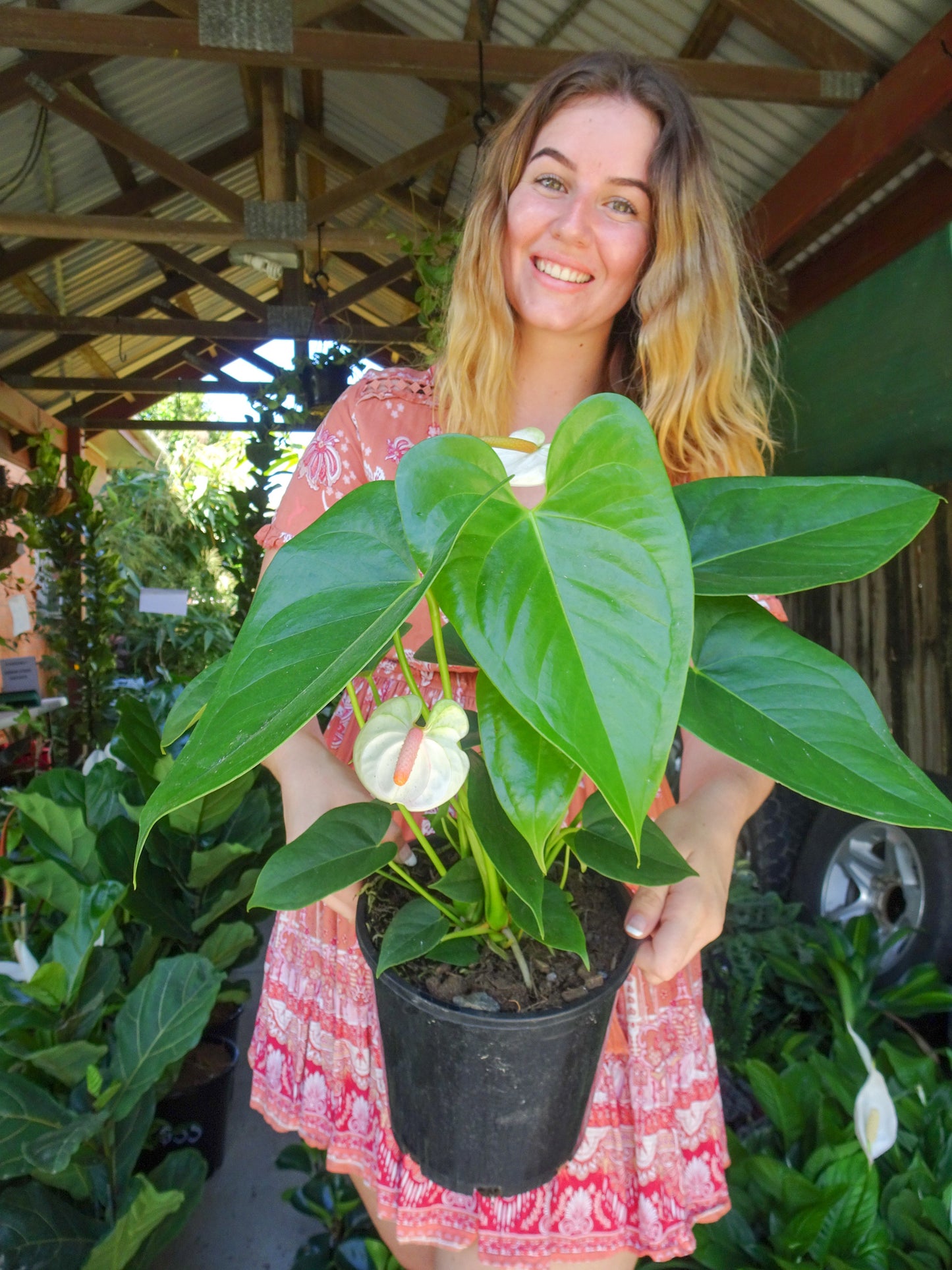 Anthurium White Dove