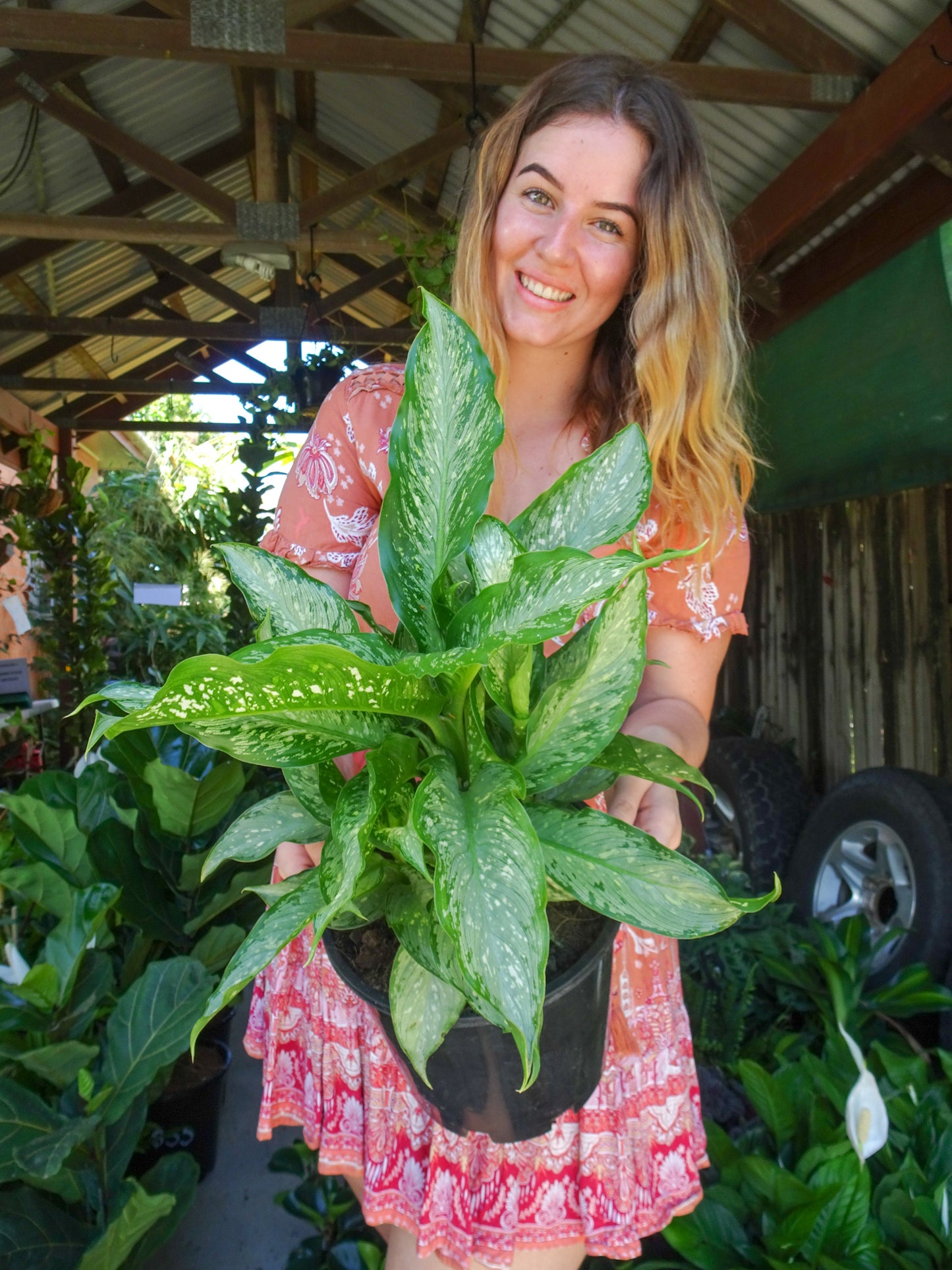 Dieffenbachia Tiki