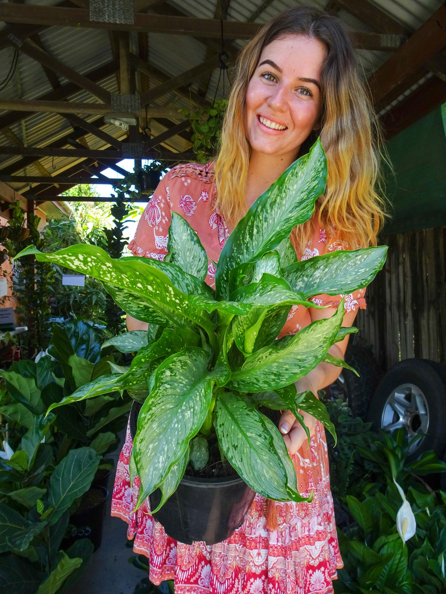 Dieffenbachia Tiki