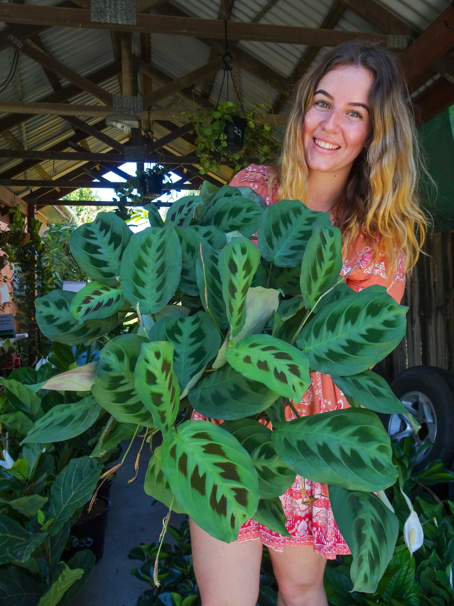 Green Maranta