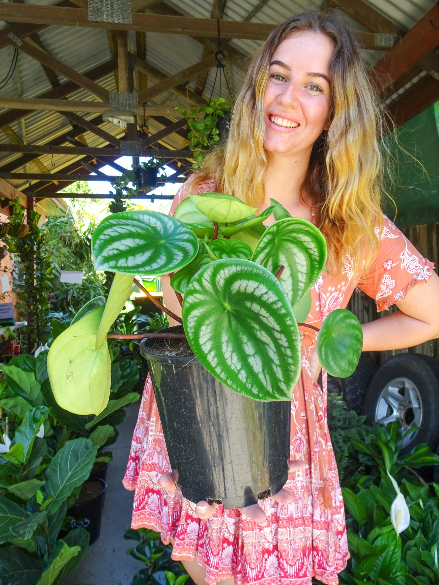 Watermelon Peperomia