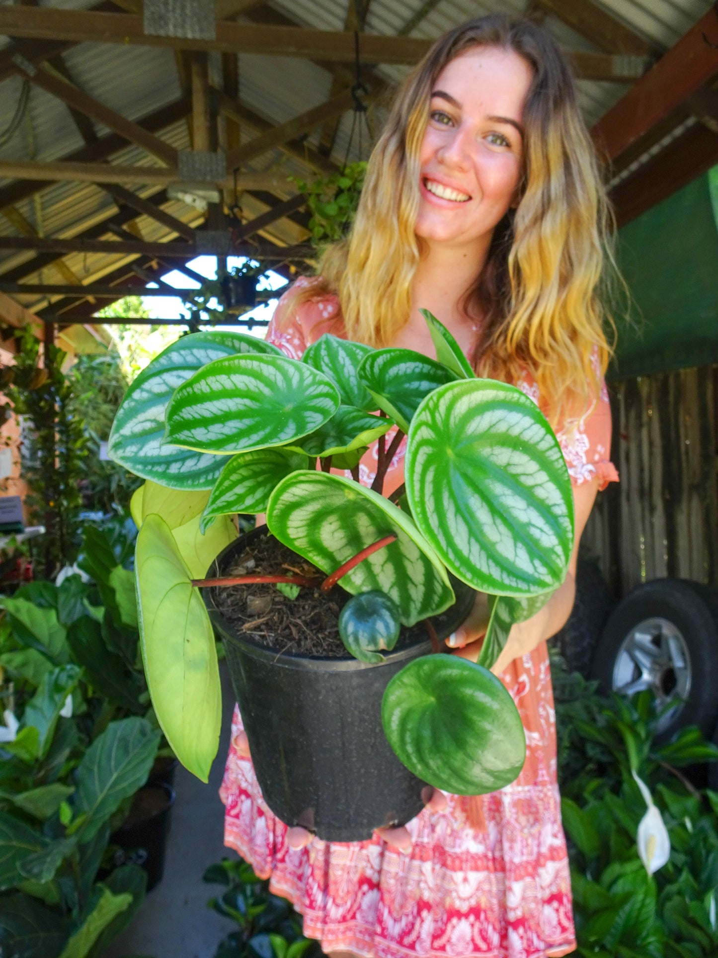 Watermelon Peperomia