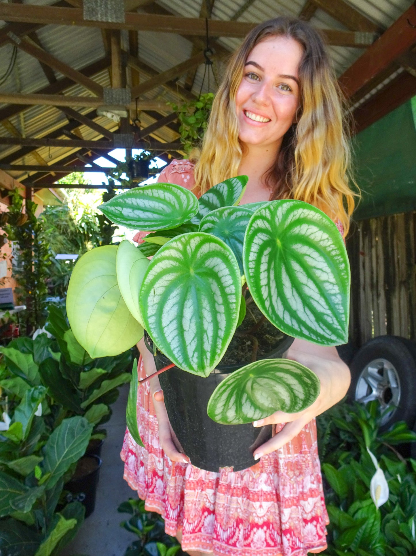 Watermelon Peperomia