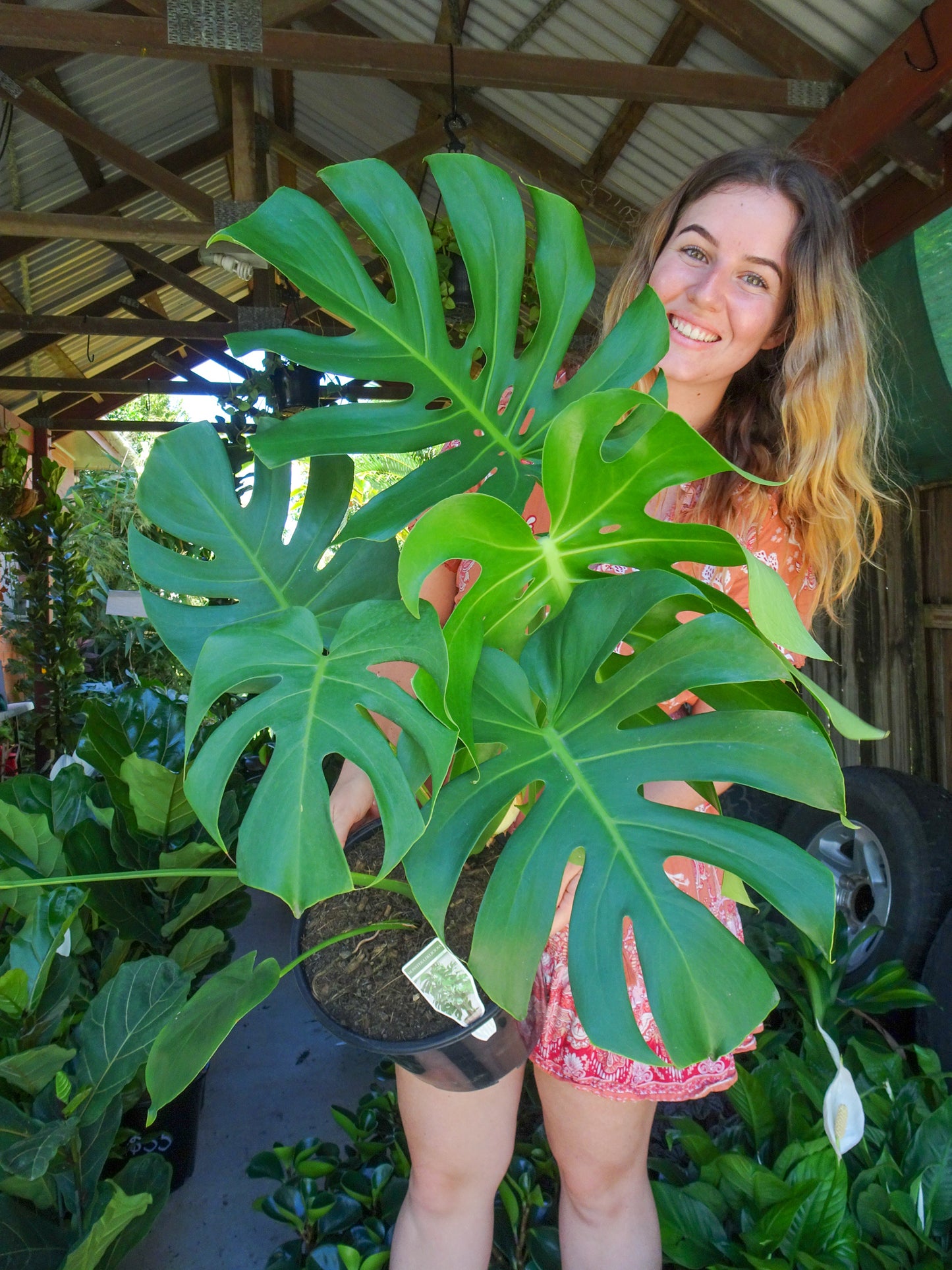 Giant Monstera Deliciosa