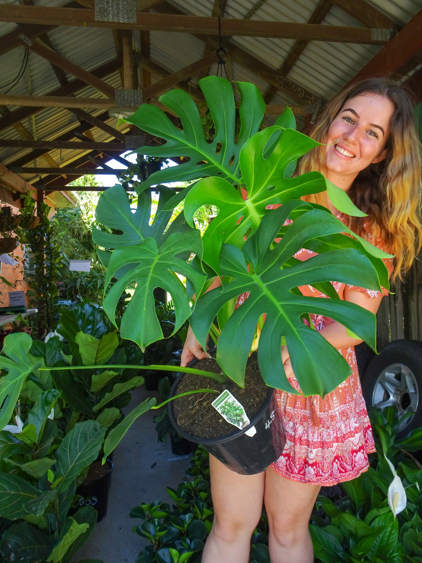 Giant Monstera Deliciosa