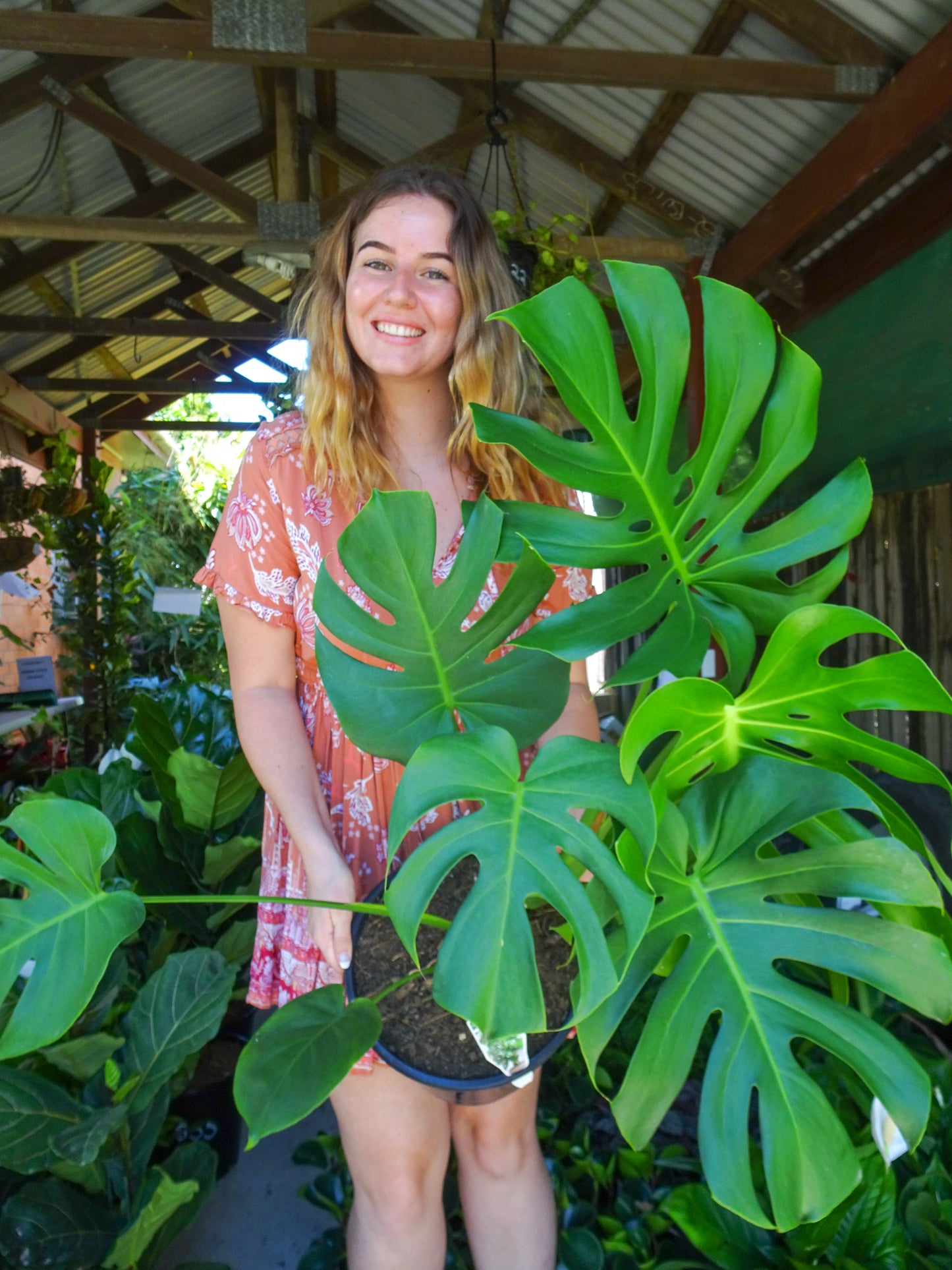 Giant Monstera Deliciosa