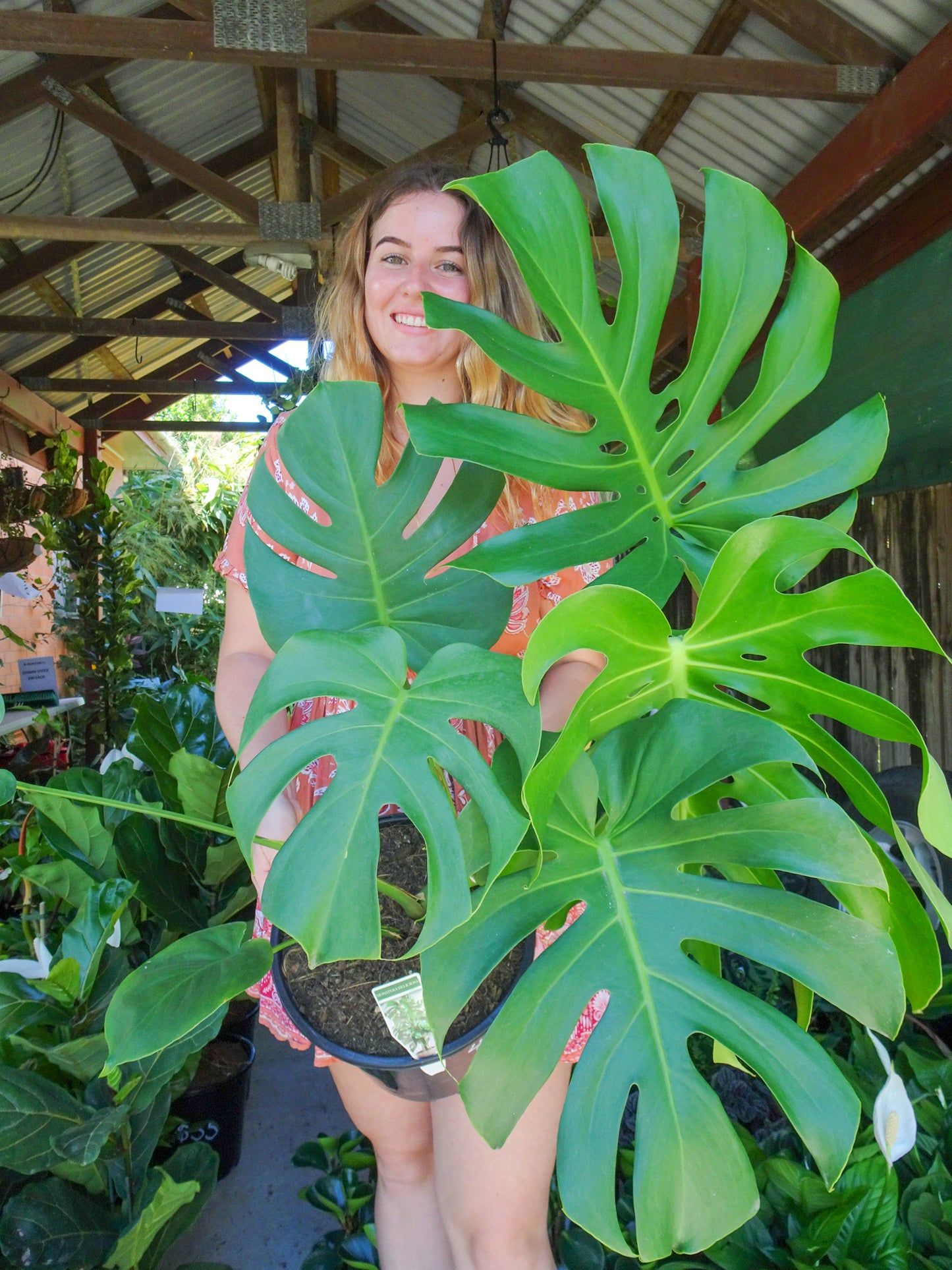 Giant Monstera Deliciosa