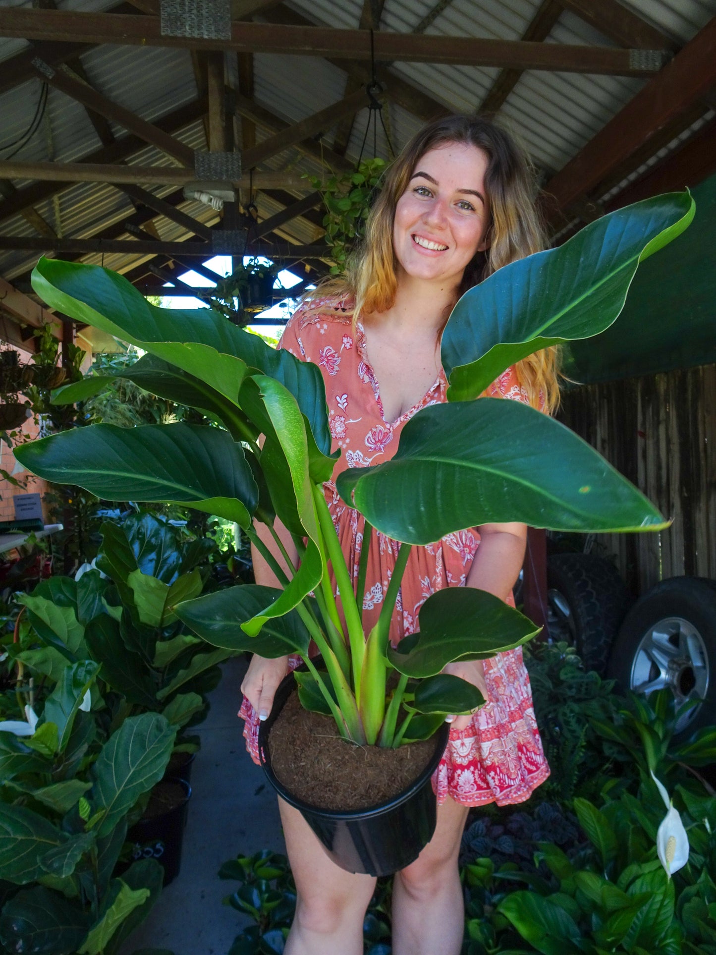 Giant Bird of Paradise (Strelitzia Nicolai)