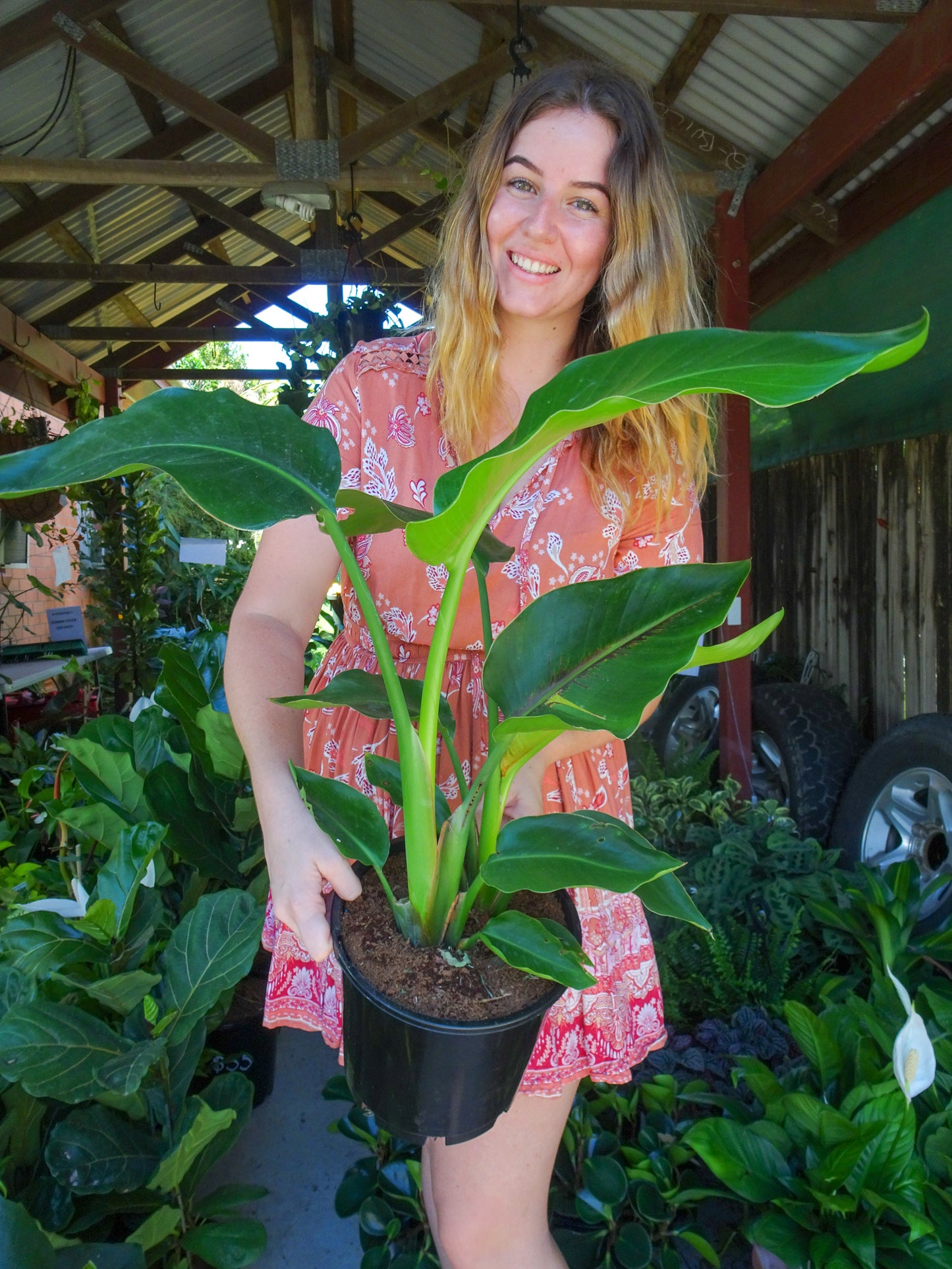 Bird of Paradise (Strelitzia Nicolai Giant)