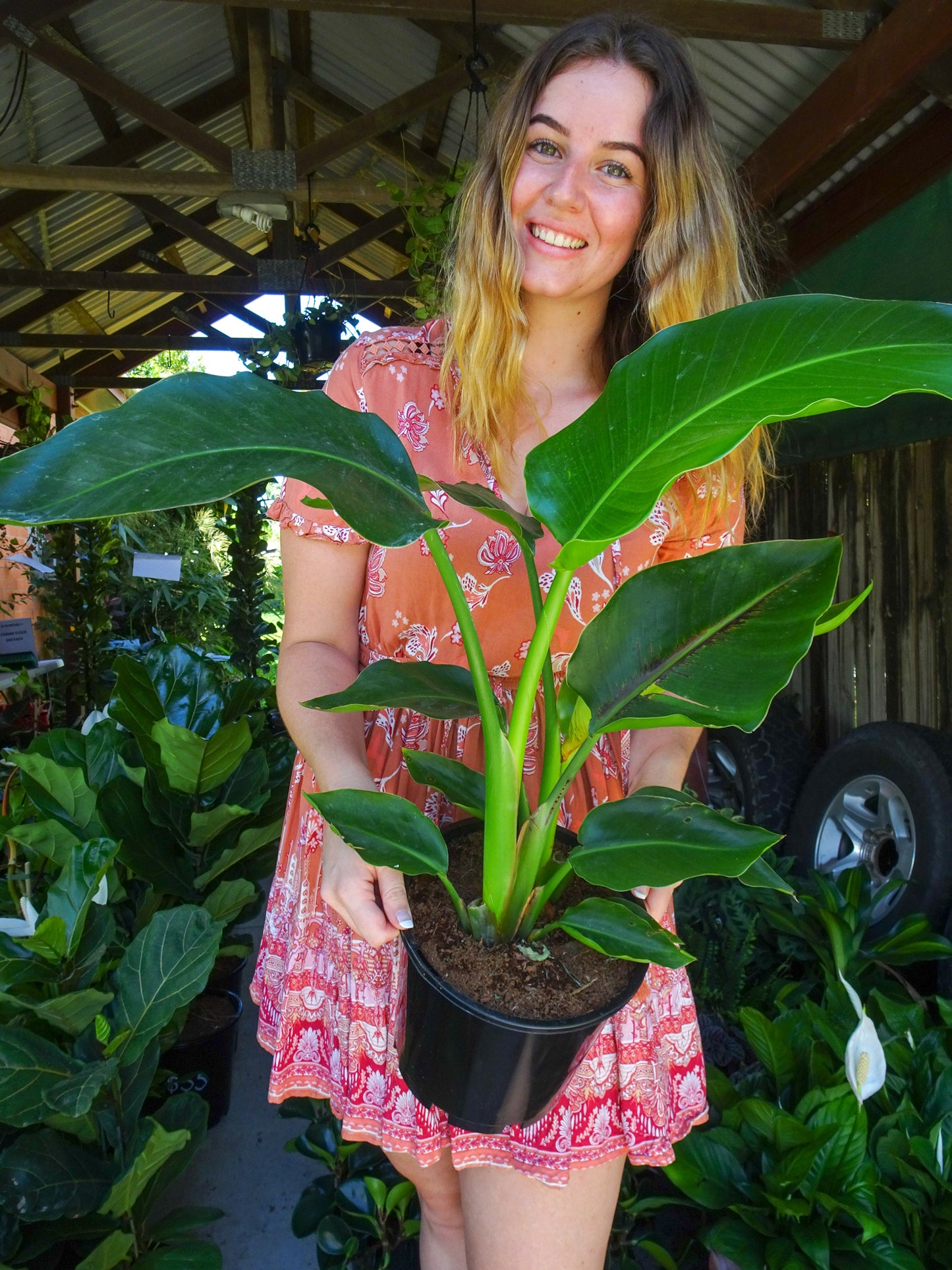 Bird of Paradise (Strelitzia Nicolai Giant)