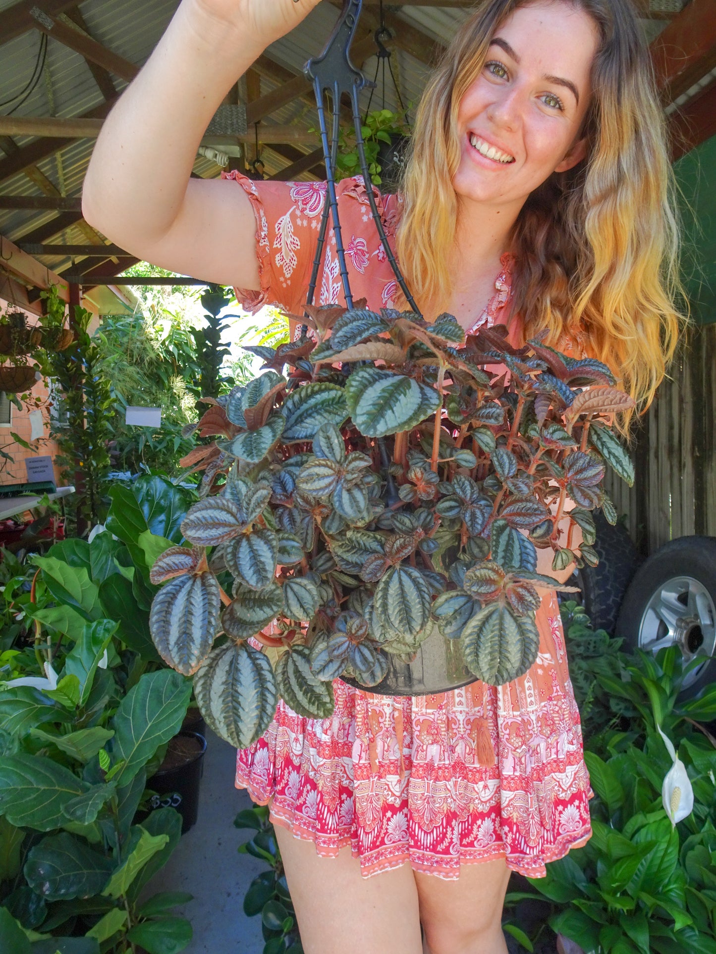 Pilea Norfolk Hanger
