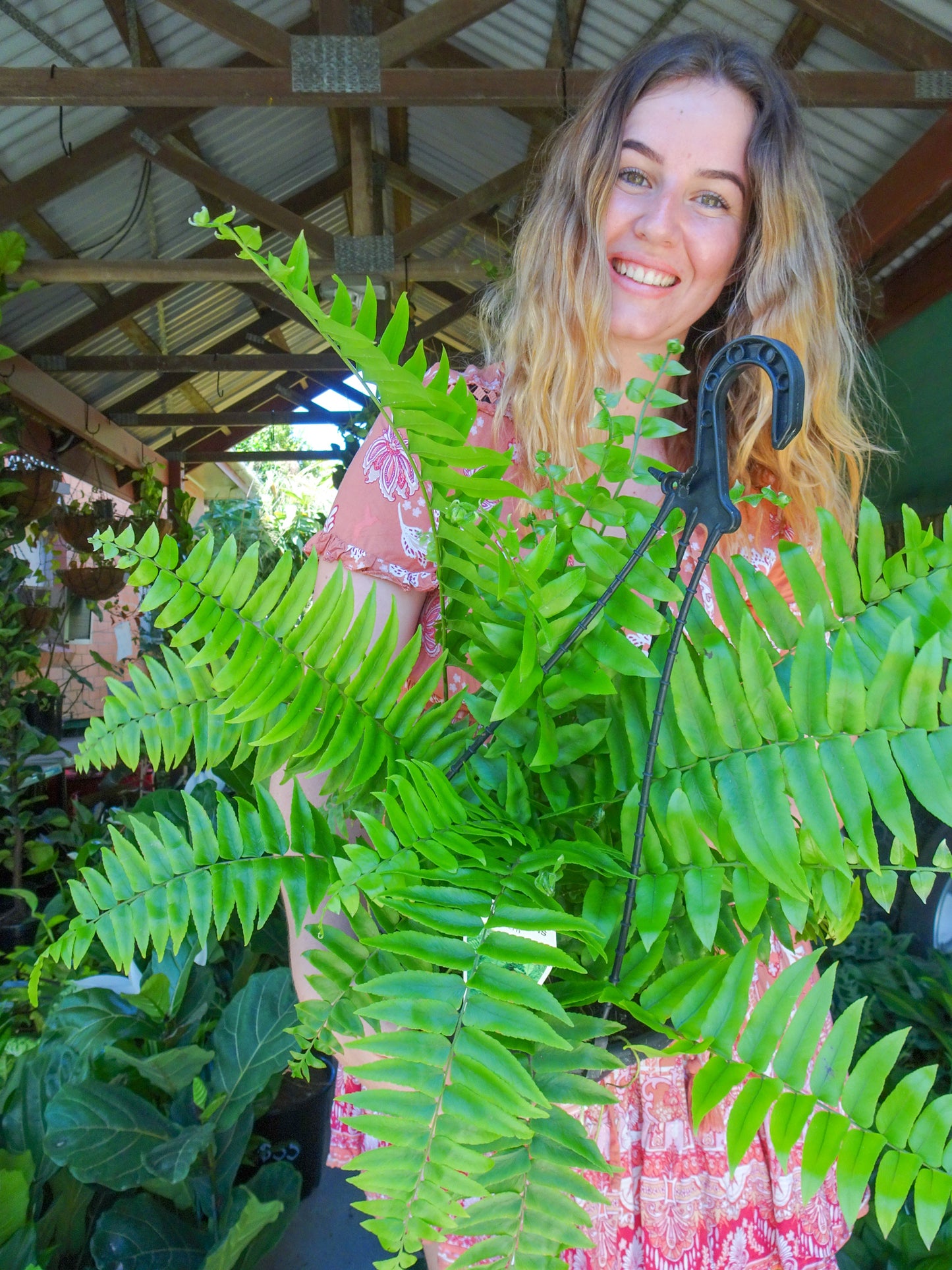 Montana Fern Hanging Basket