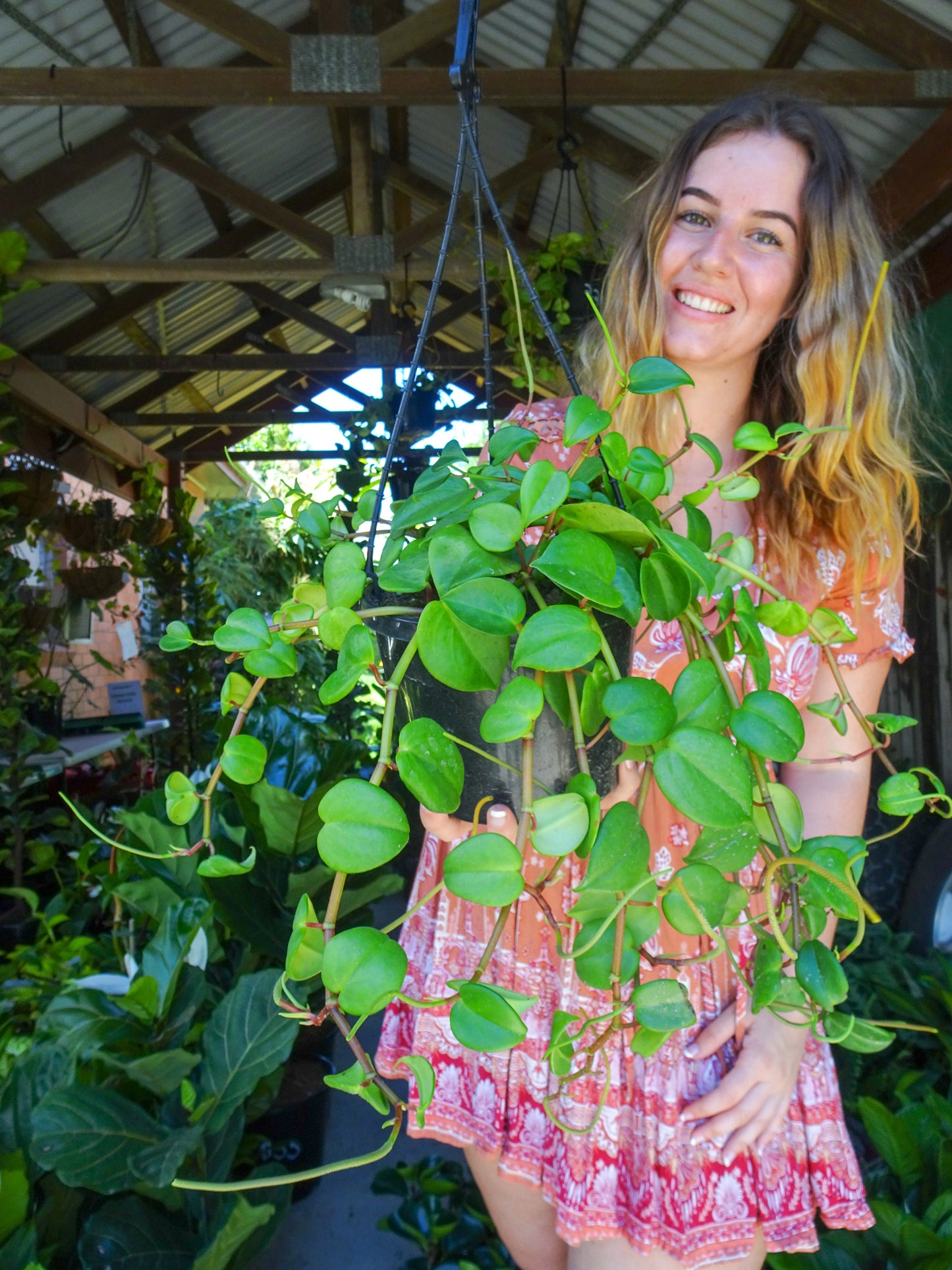 Hanging Peperomia Cupid Basket