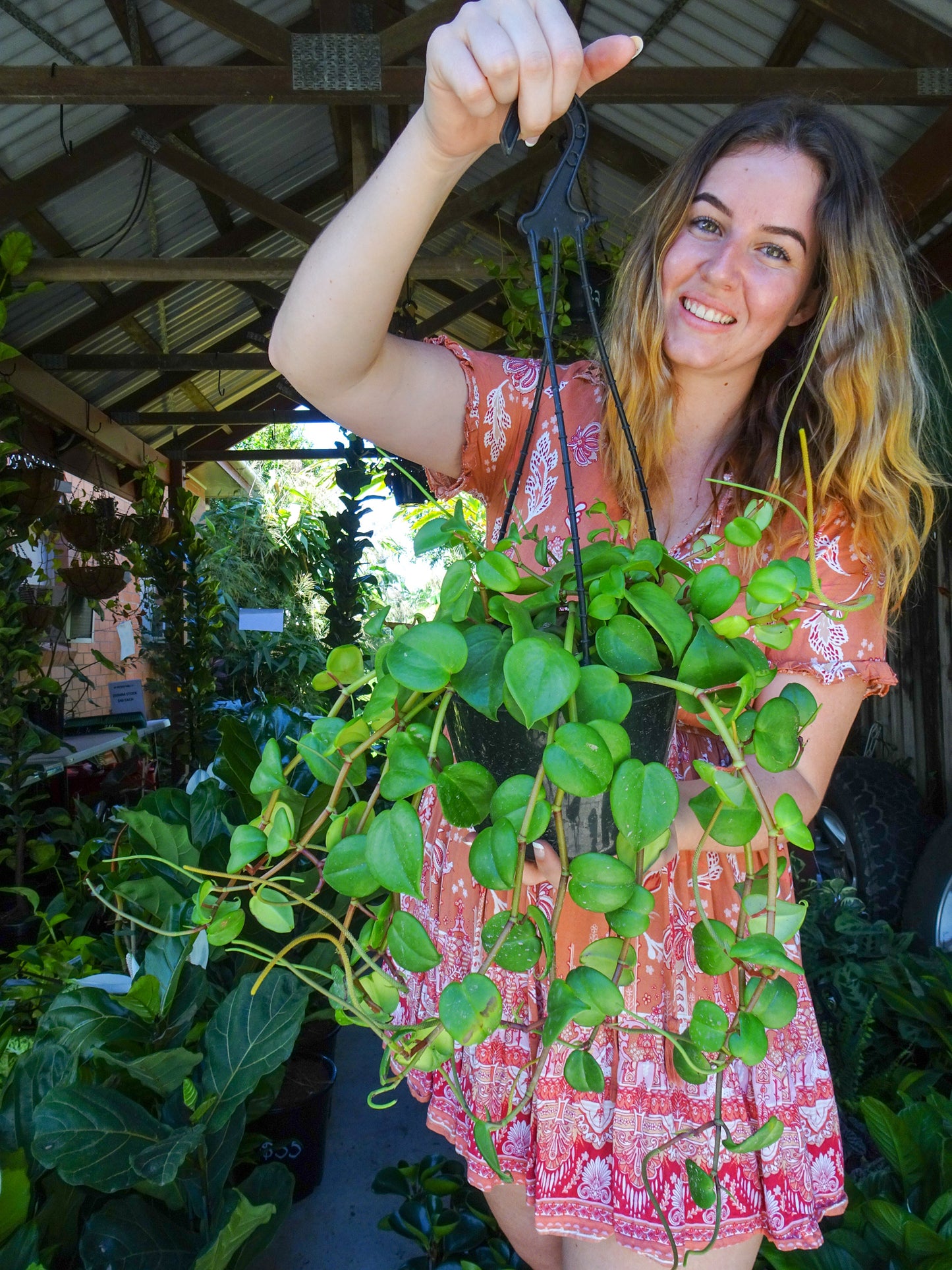 Hanging Peperomia Cupid Basket