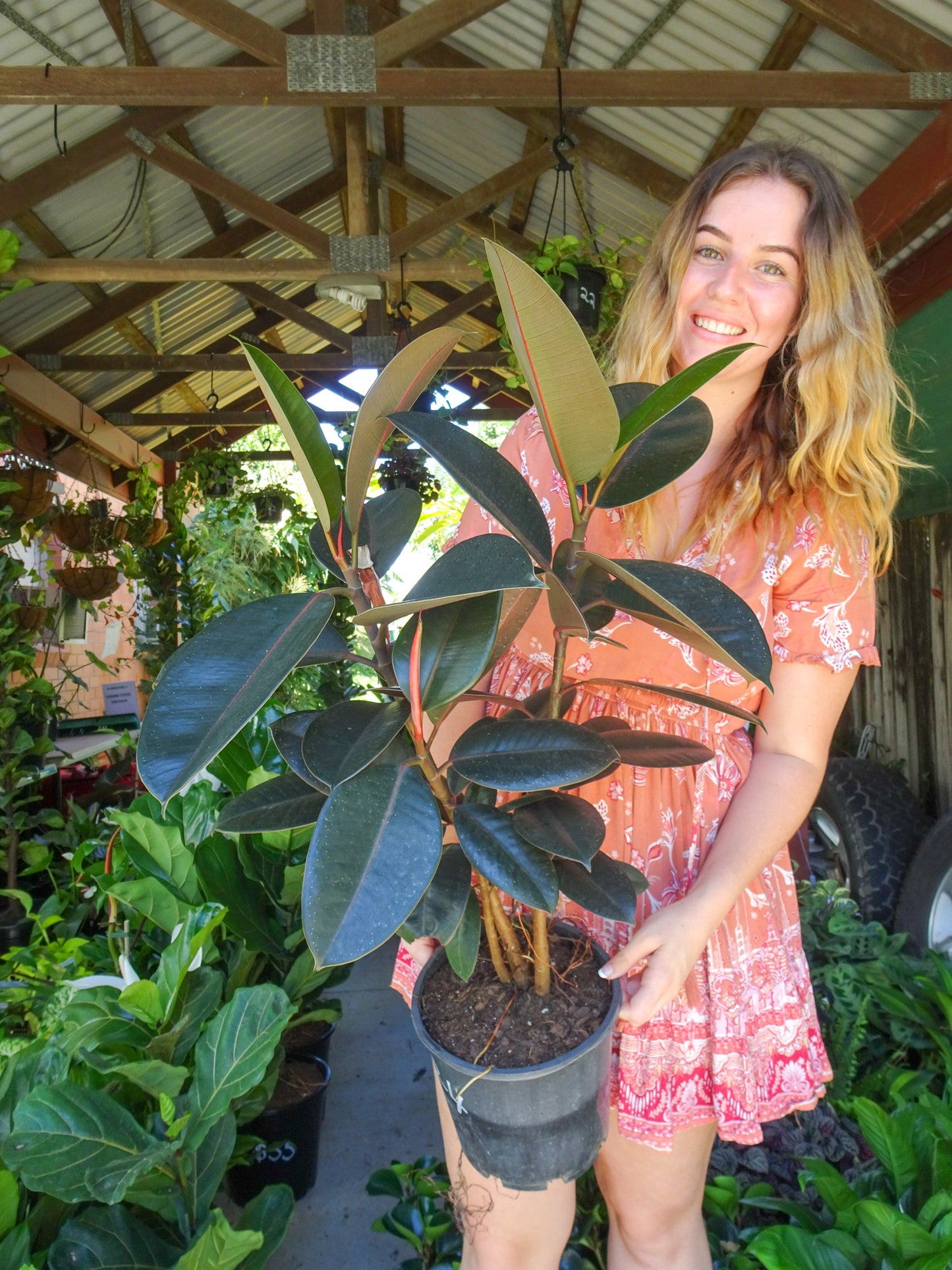 Burgundy Rubber Tree