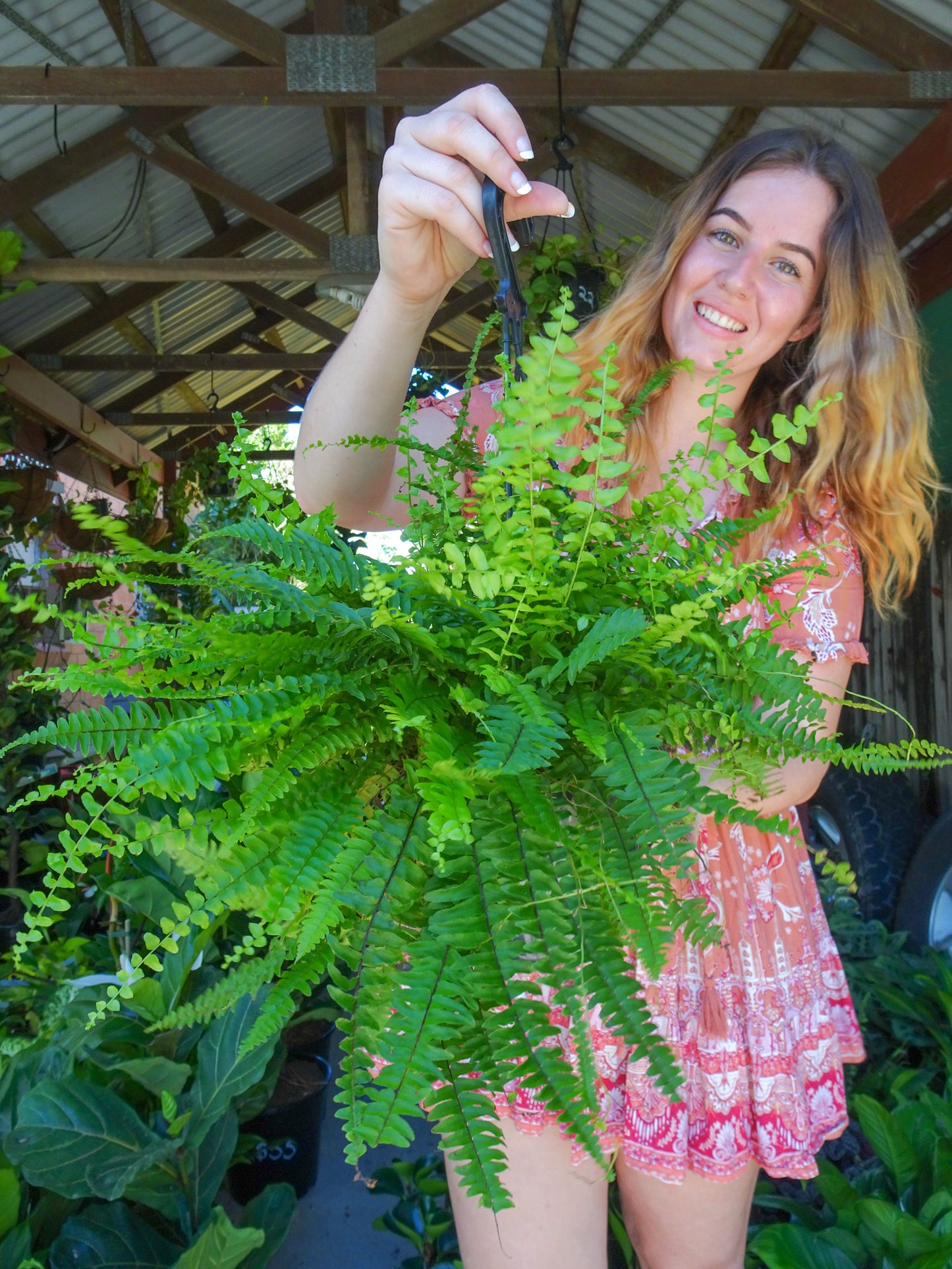 Boston Fern Hanging Plant