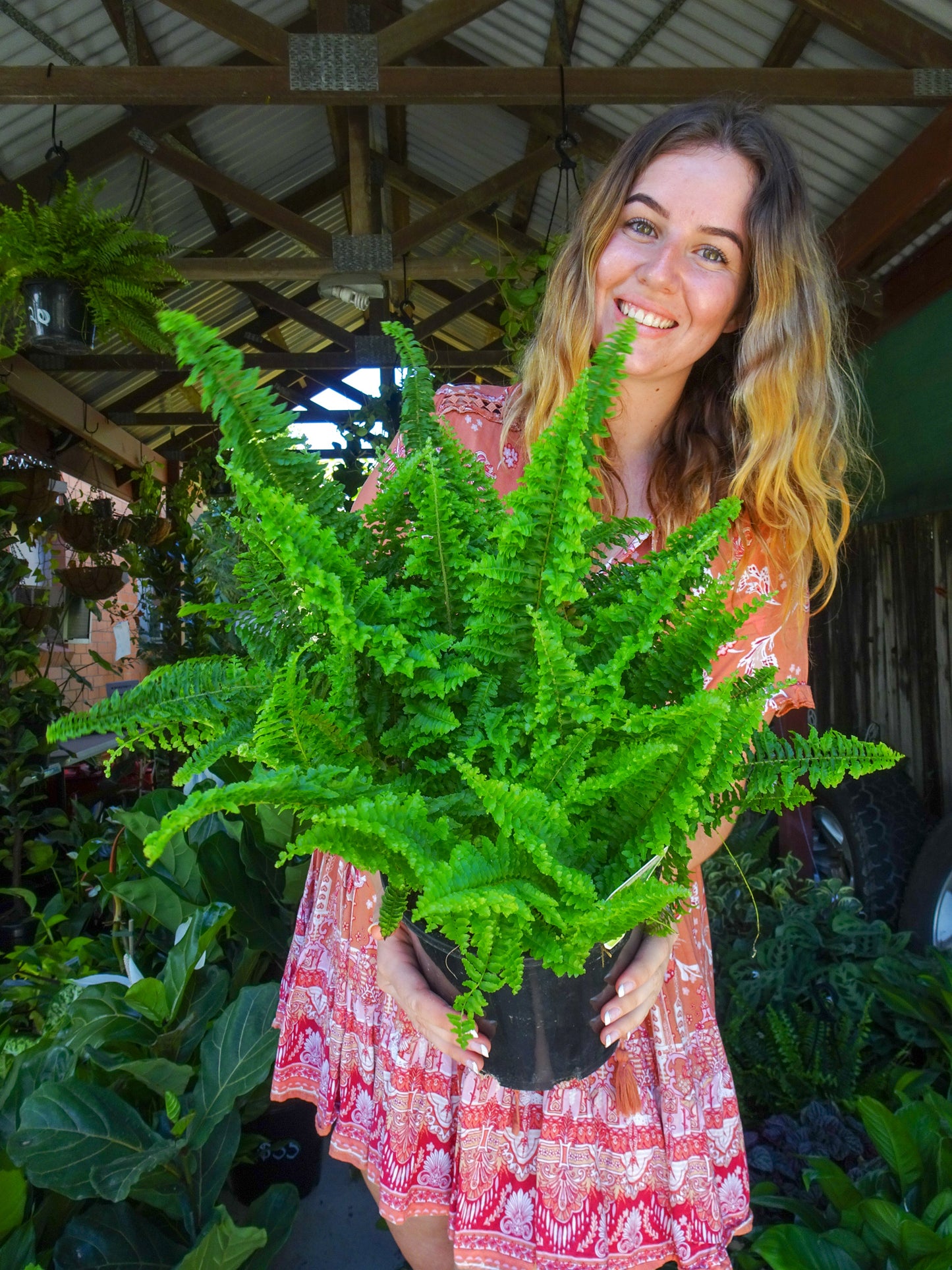 Fluffy Ruffles Fern