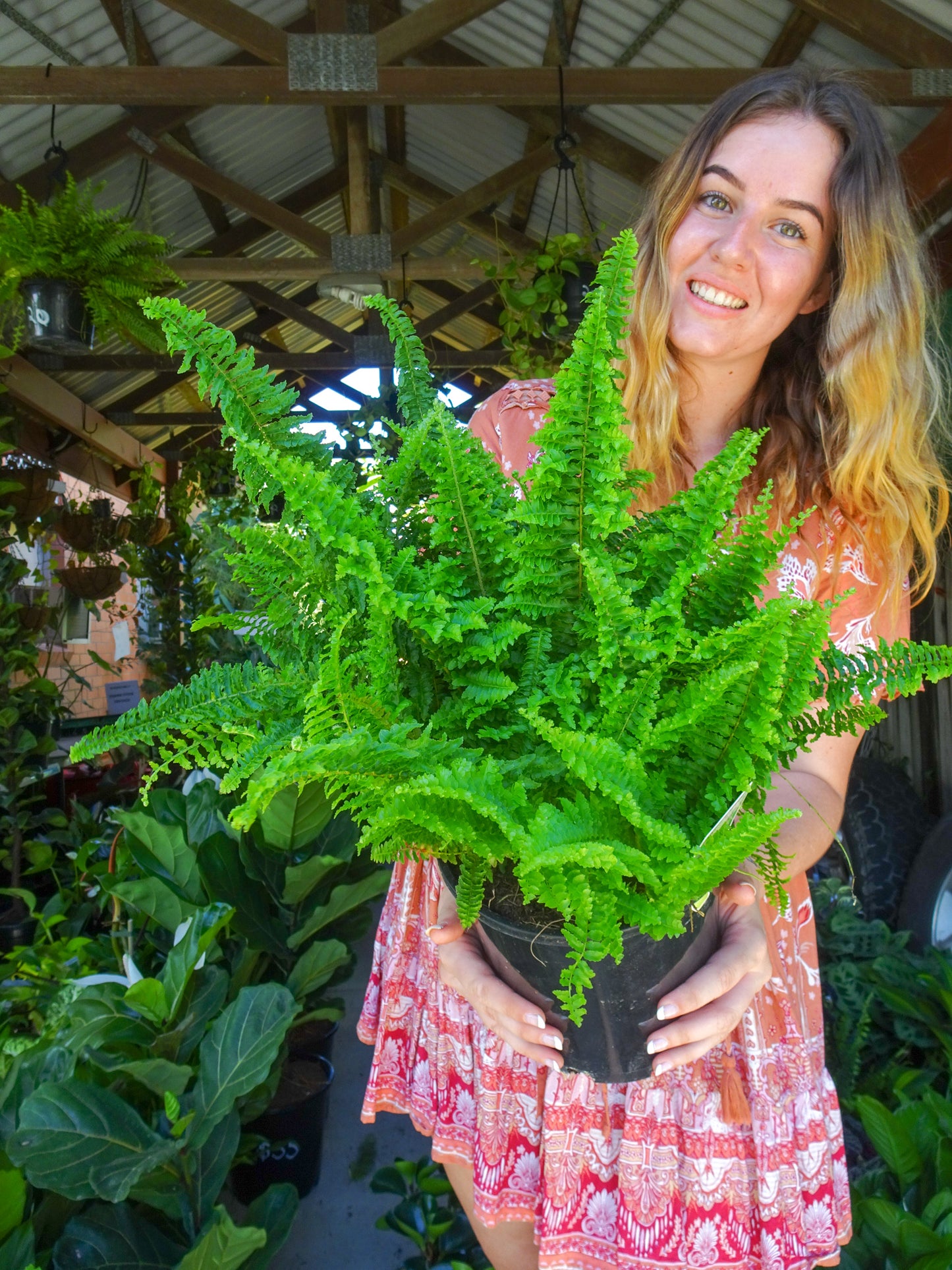 Fluffy Ruffles Fern