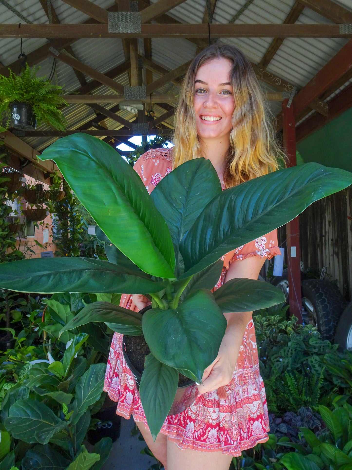 Spathiphyllum Sensation Peace Lily