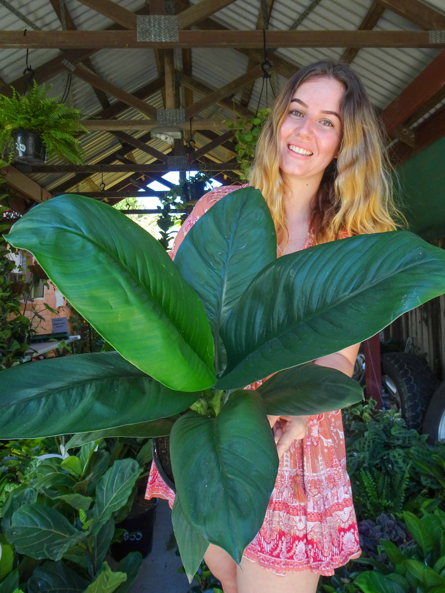 Spathiphyllum Sensation Peace Lily