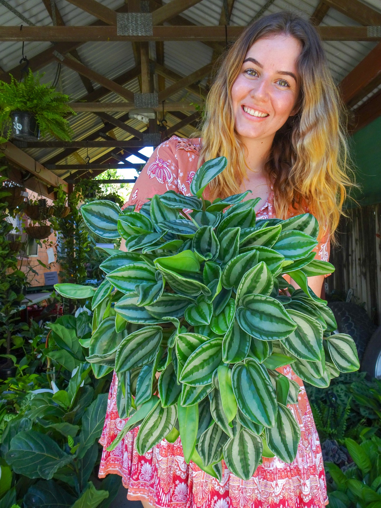 Peperomia Watermelon (Dwarf)