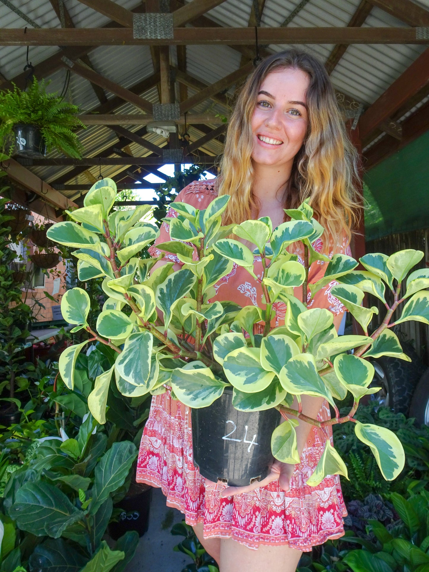 Peperomia Albo Marginata