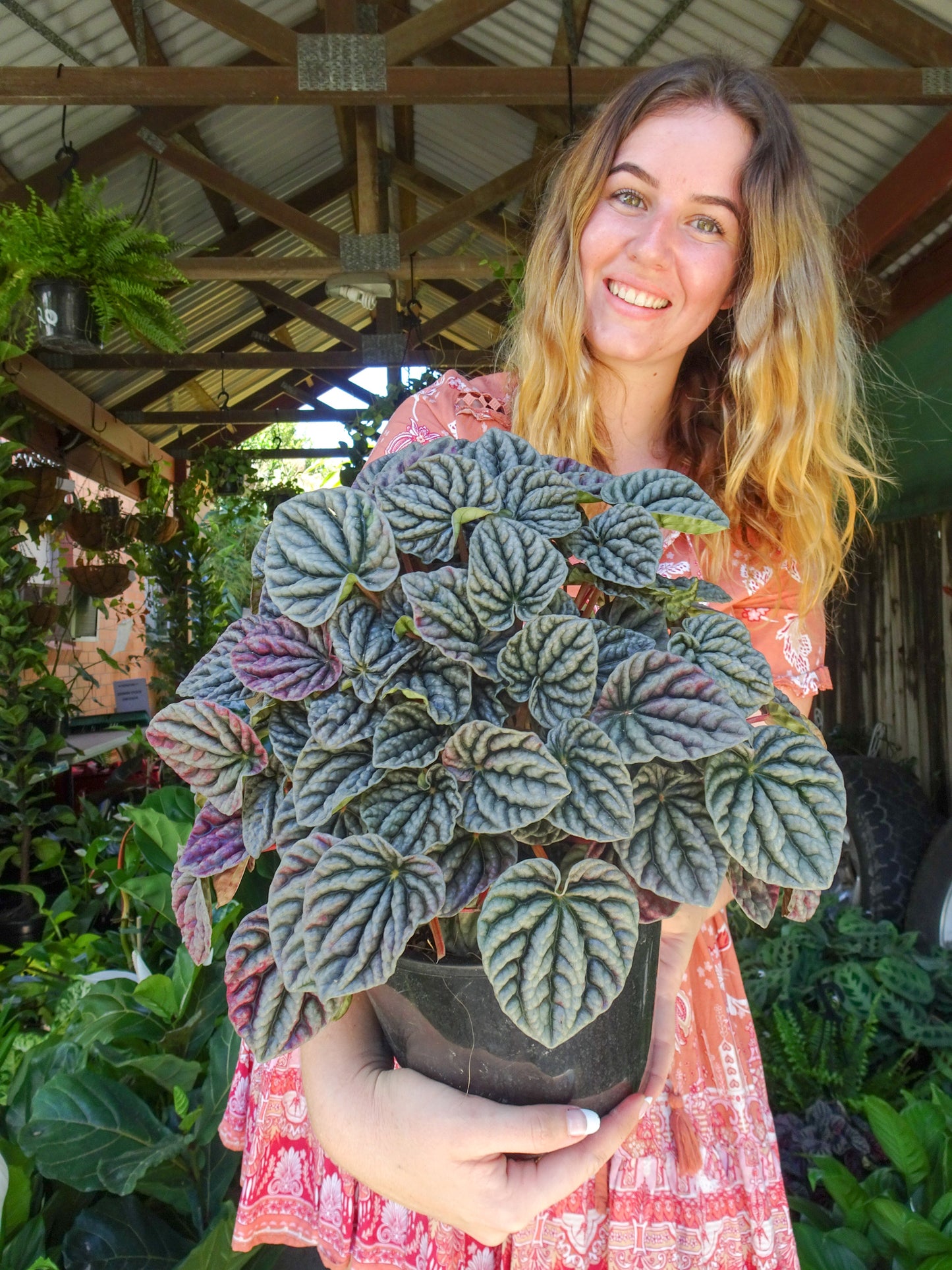 Peperomia Red Ripple