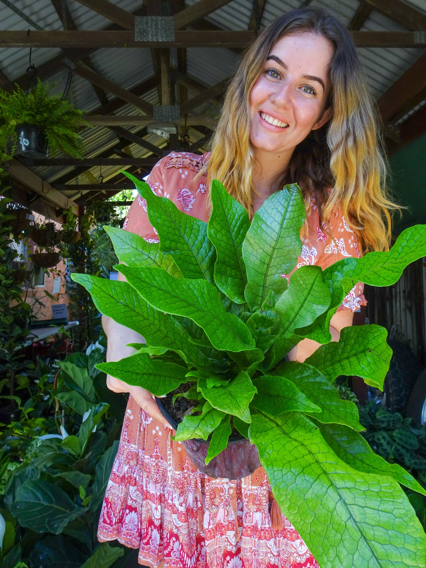 Crocodile Fern