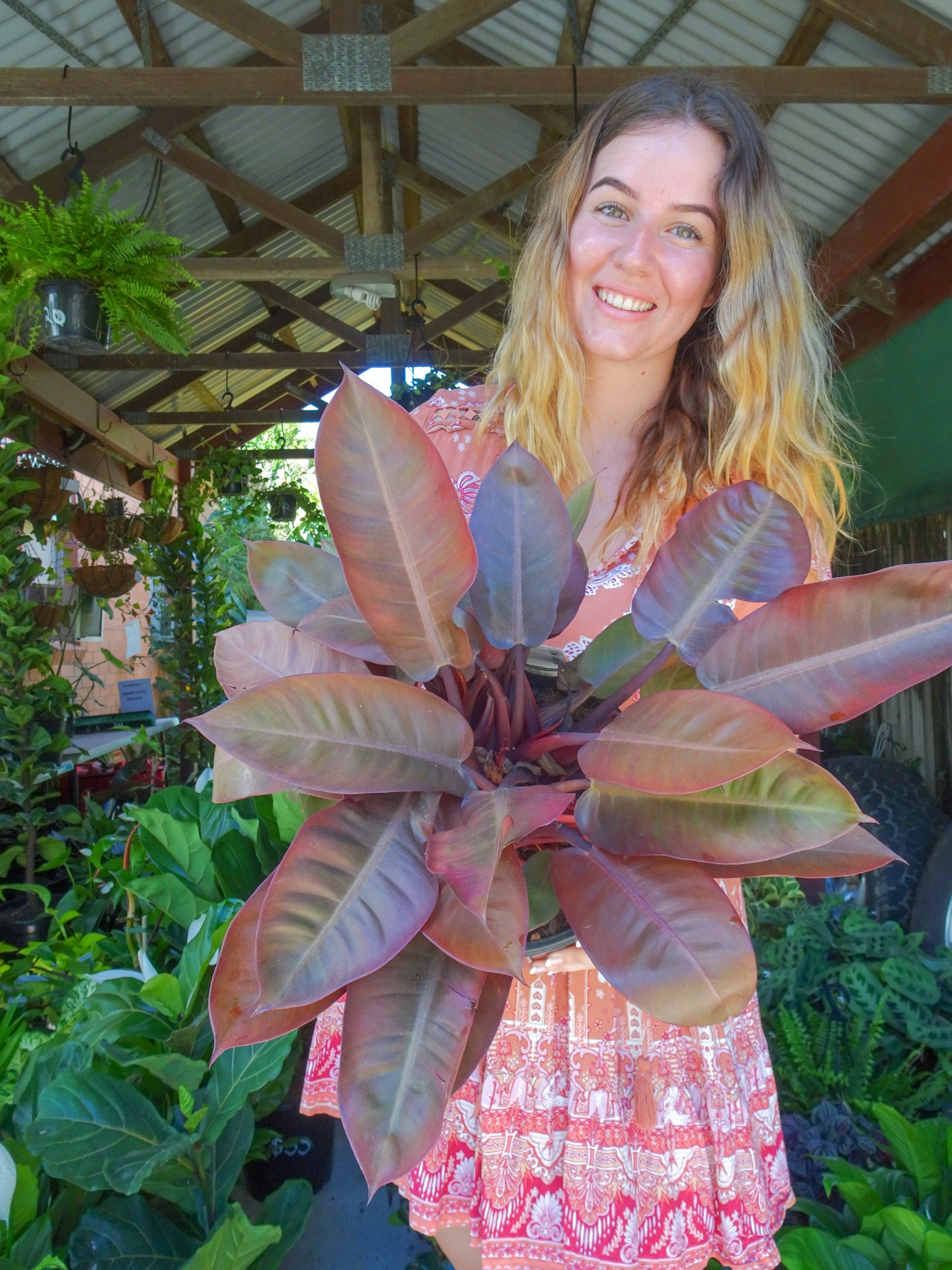 Philodendron Black Cardinal
